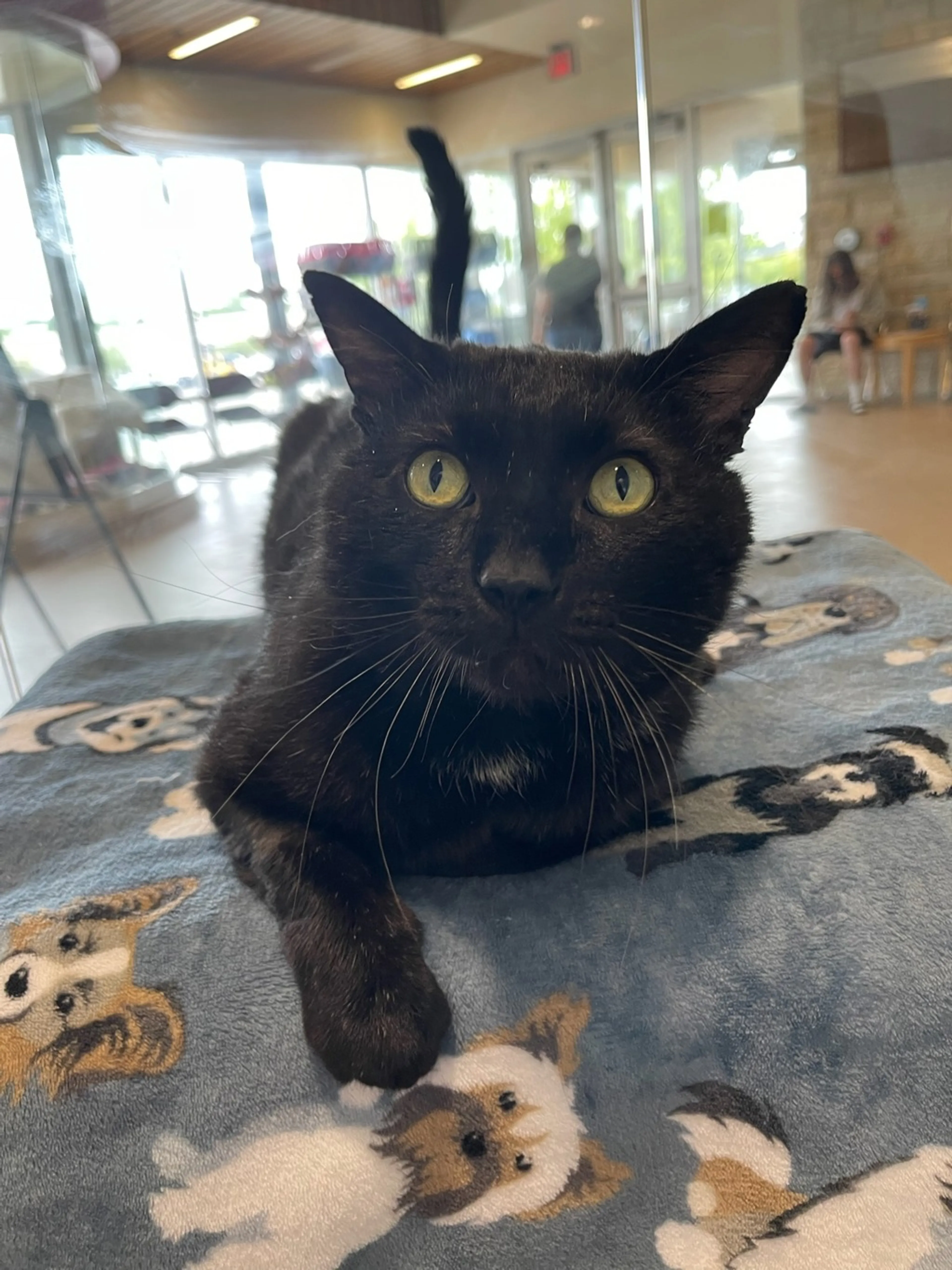 Found pet-1