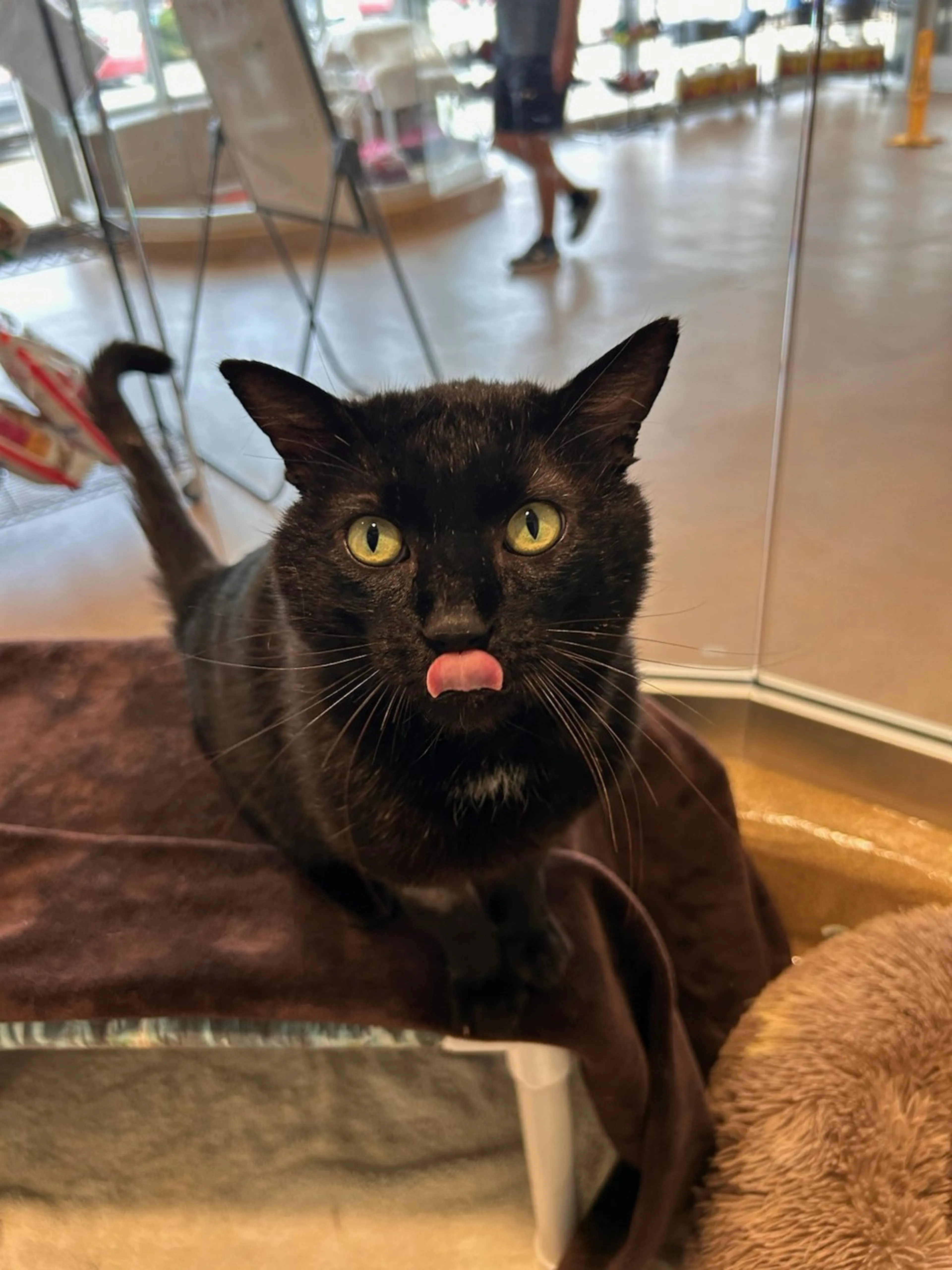 Found pet-4