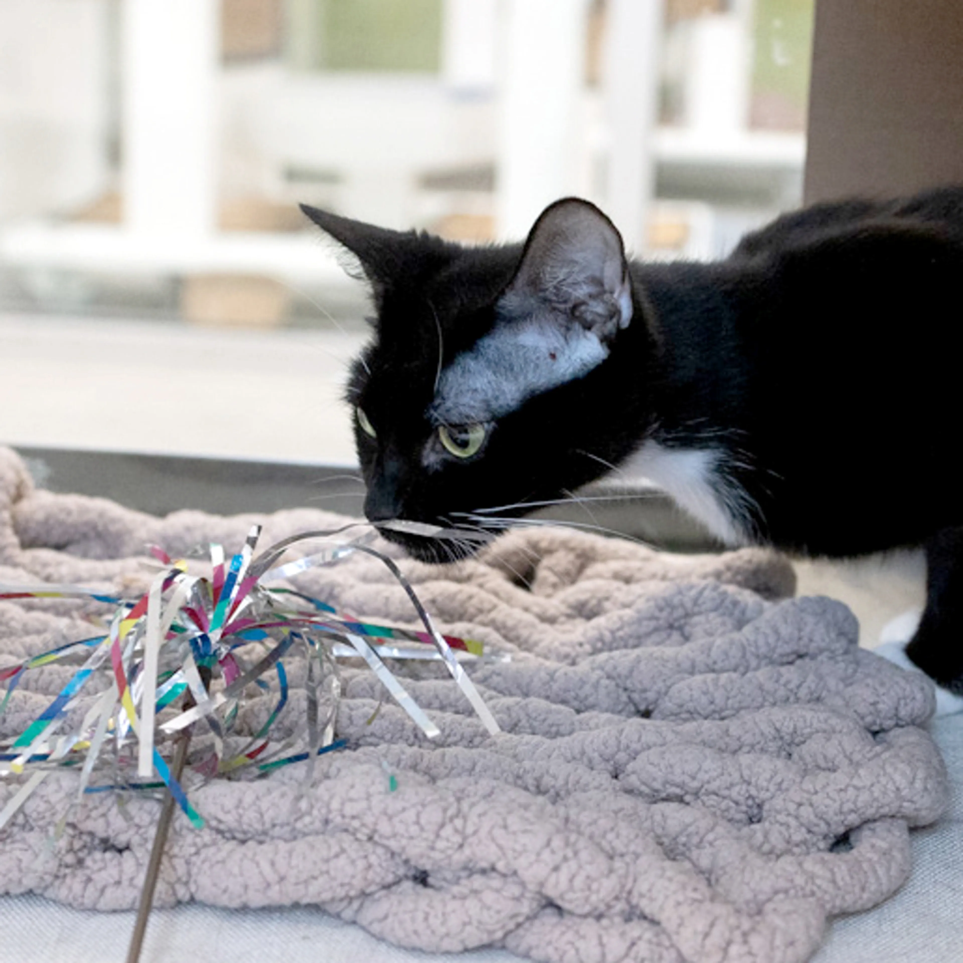 Found pet-2
