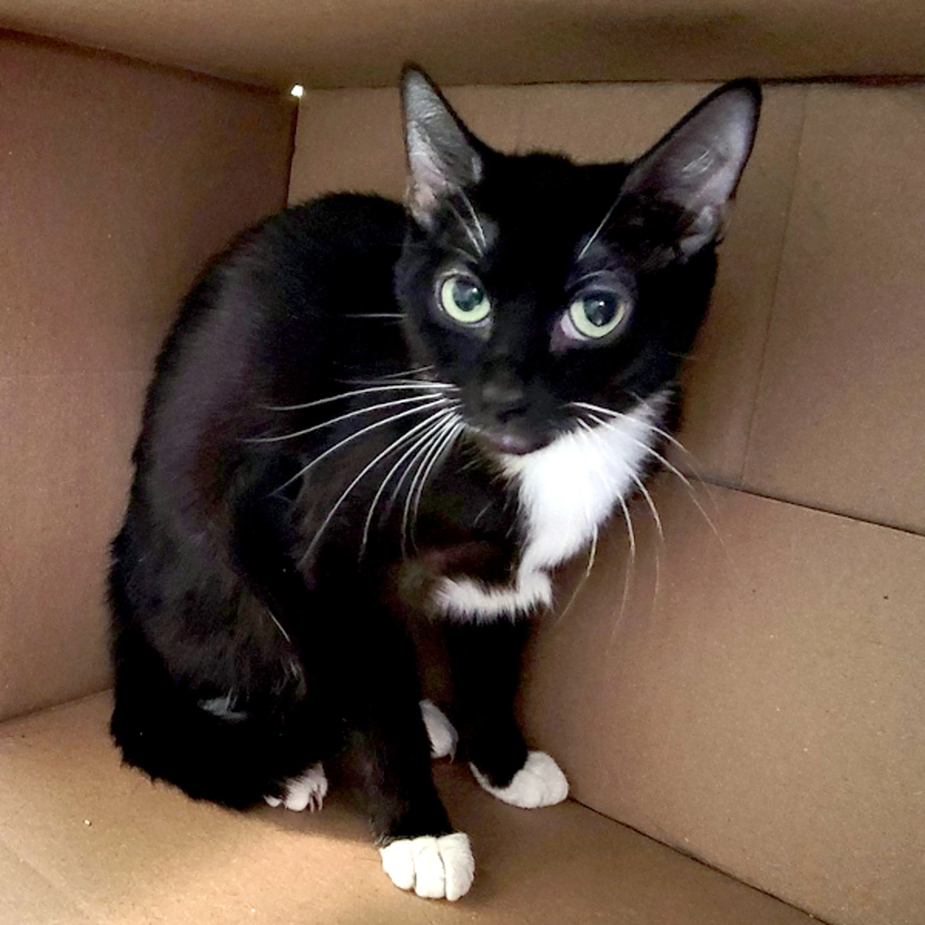 Found pet-1