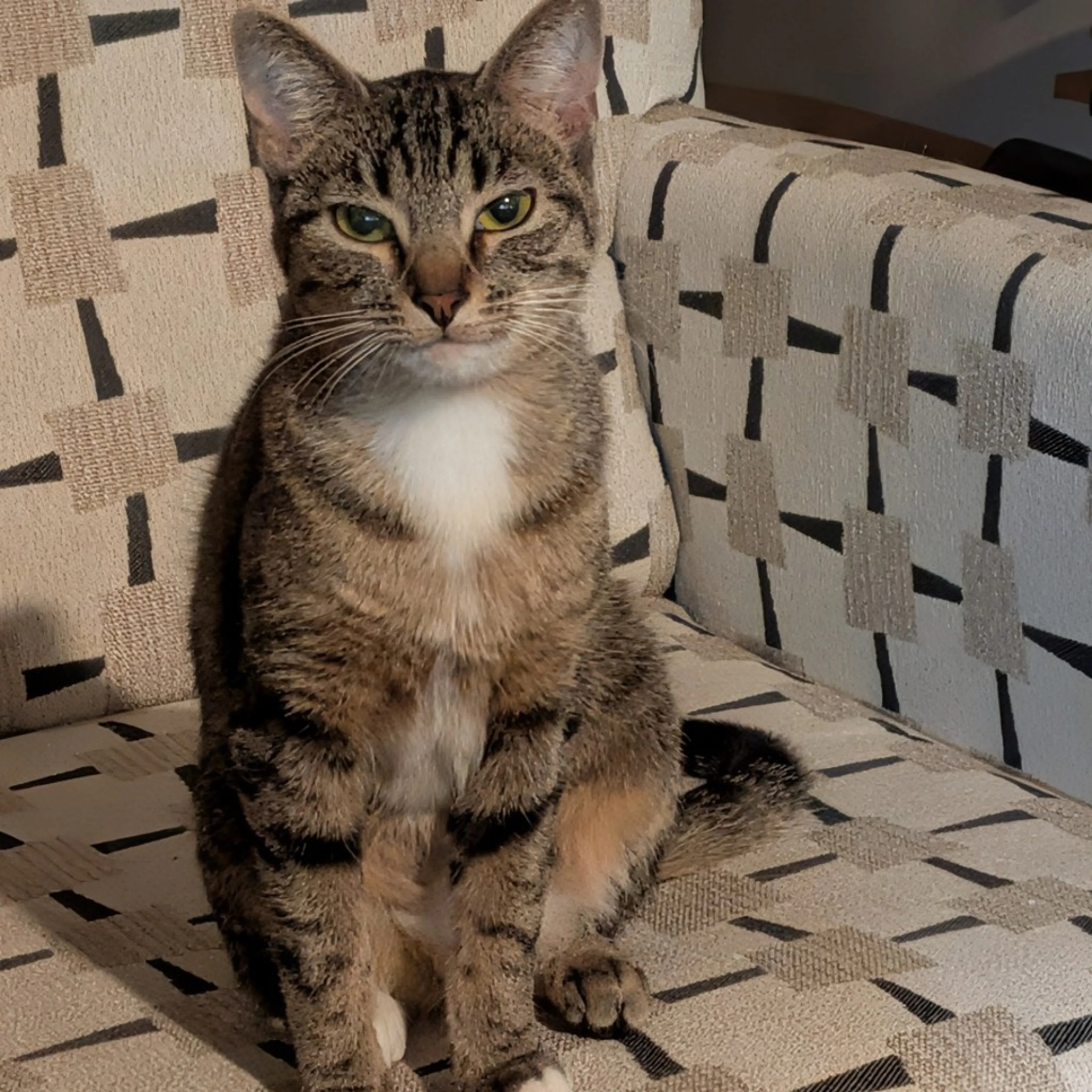 Found pet-0