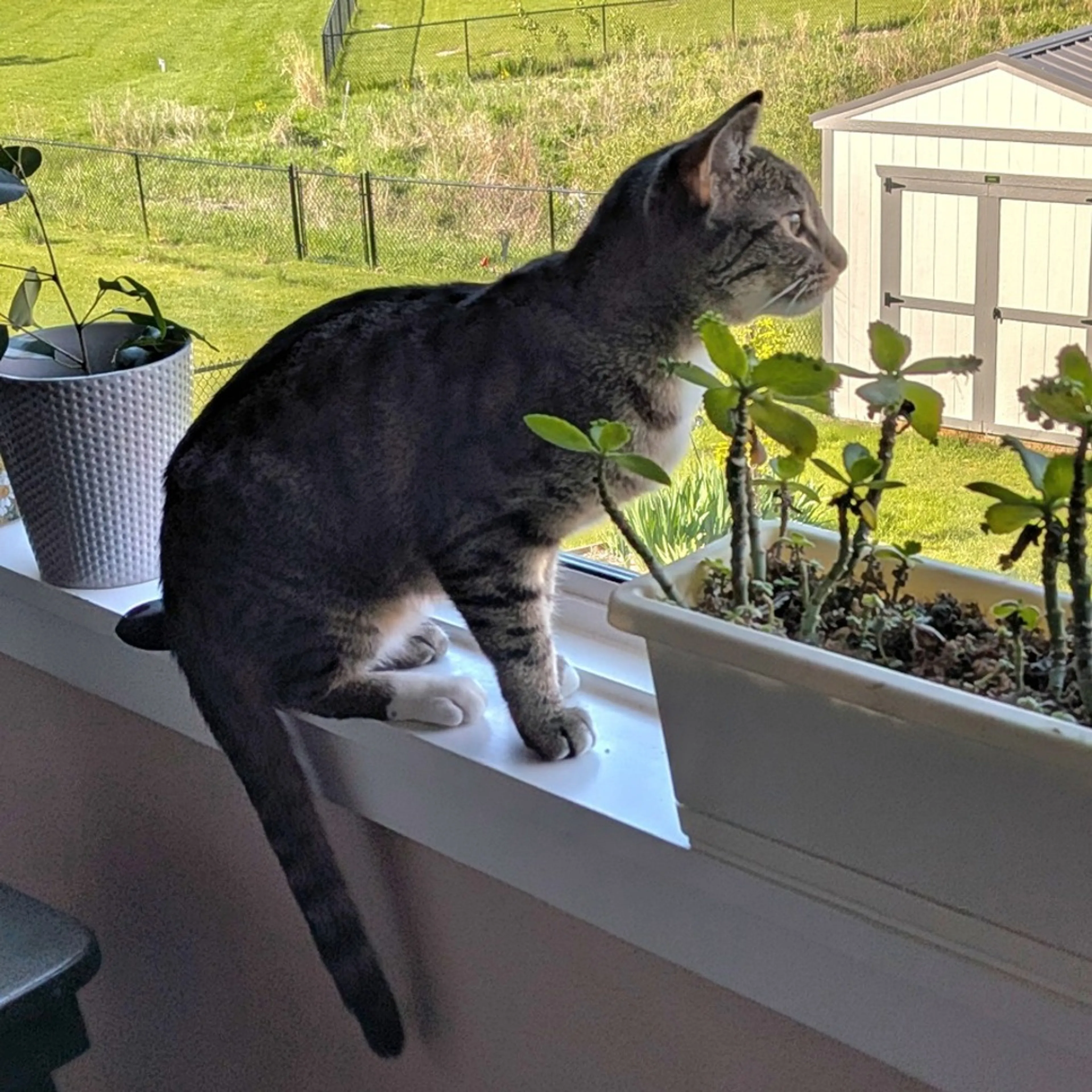 Found pet-2