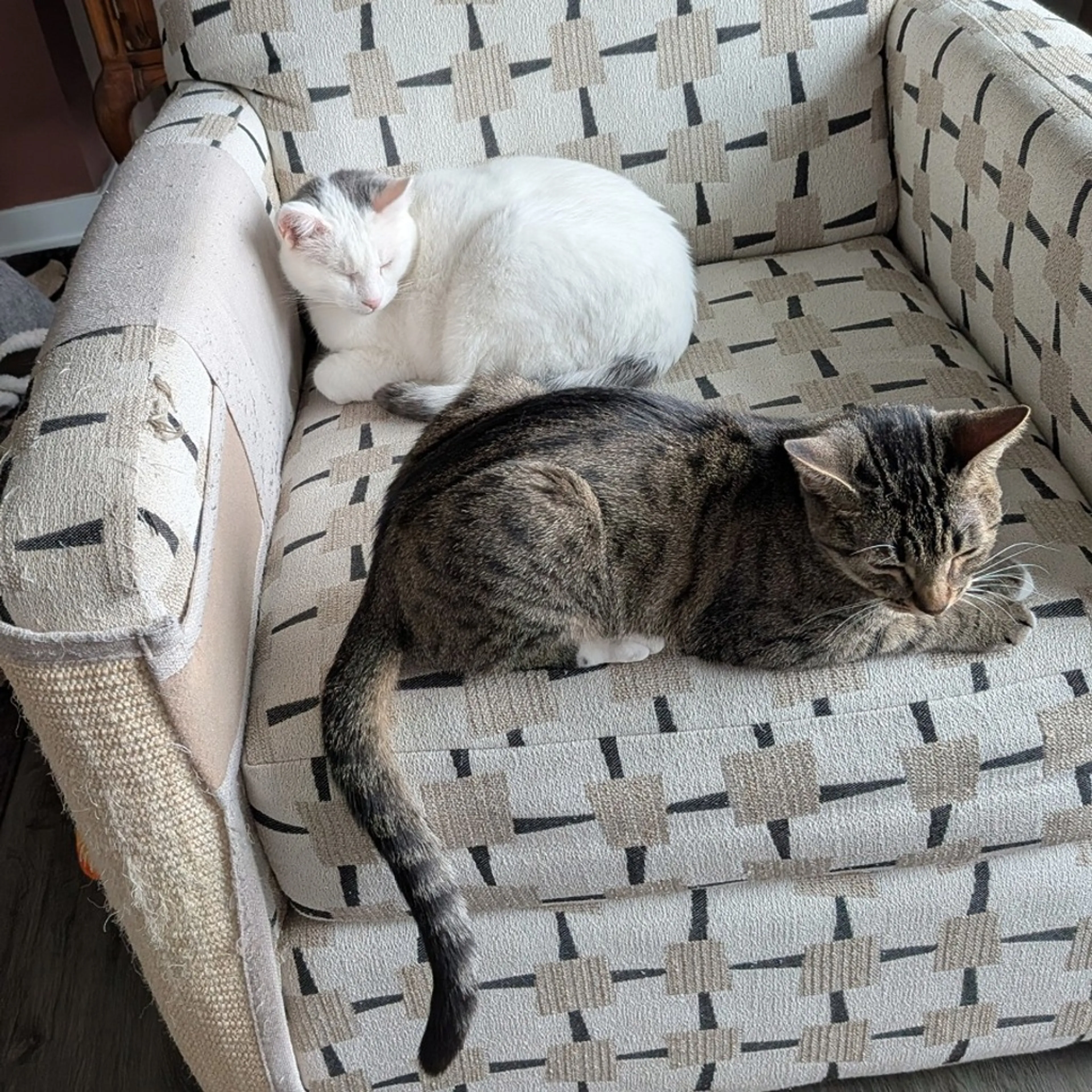 Found pet-3