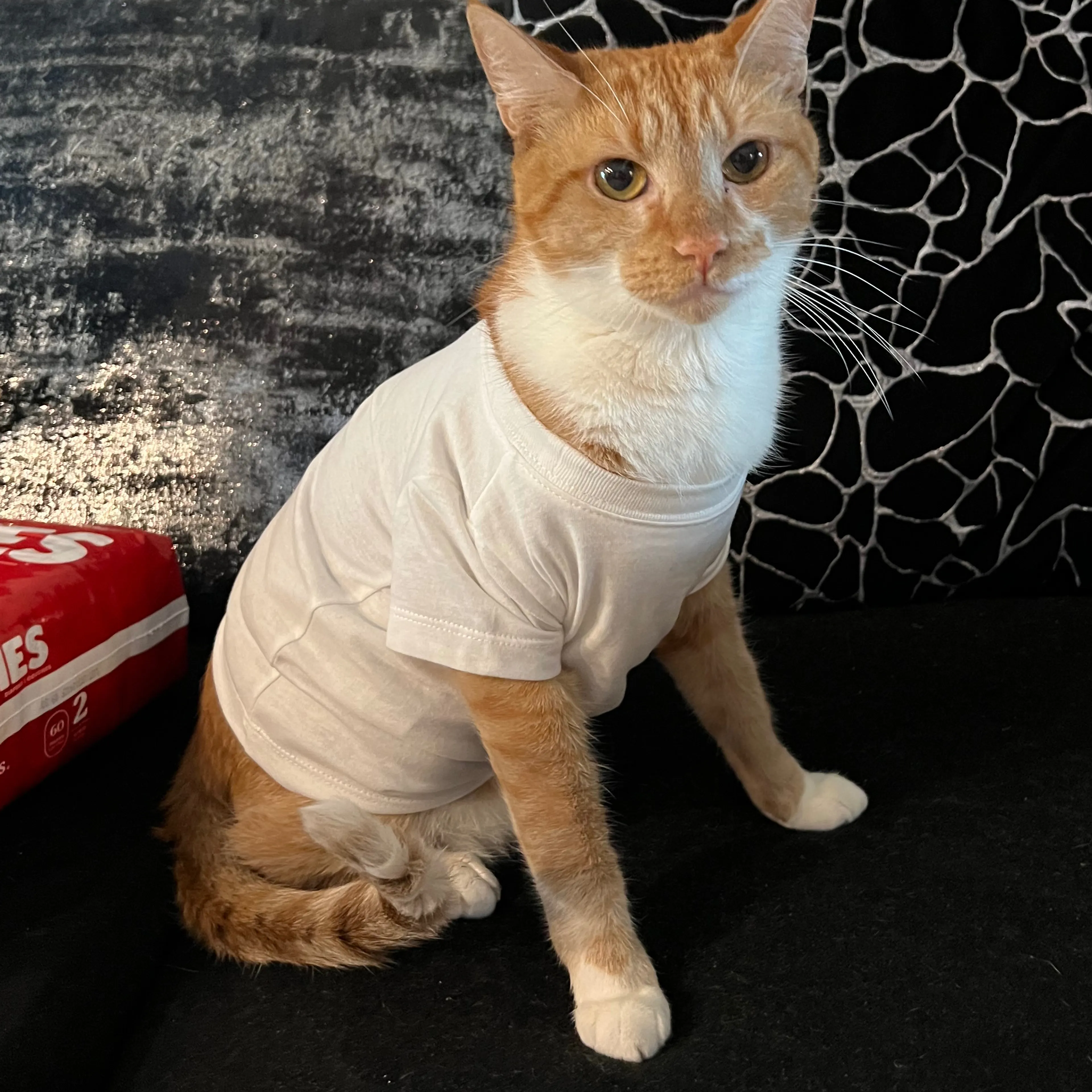 Lost pet-2