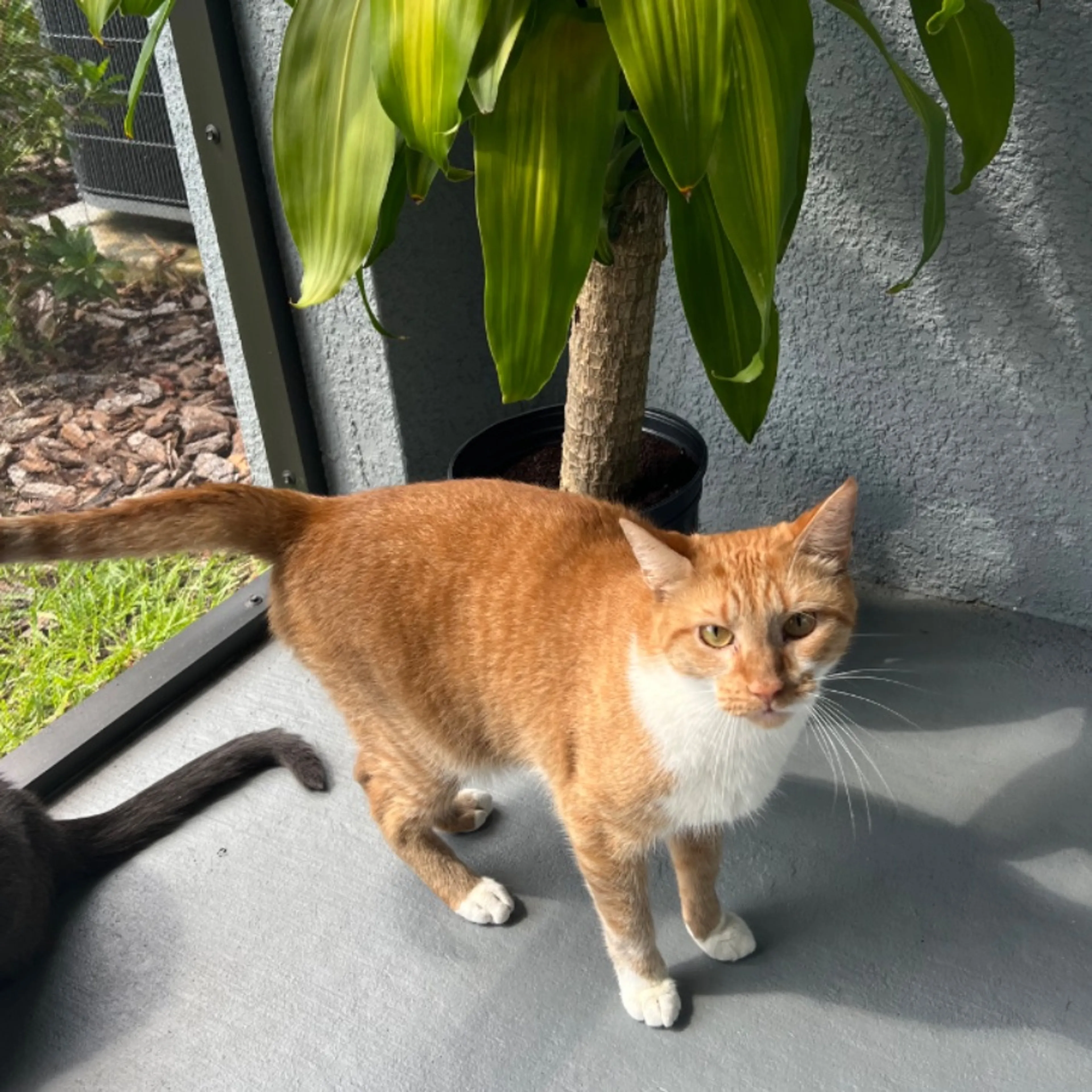 Lost pet-0