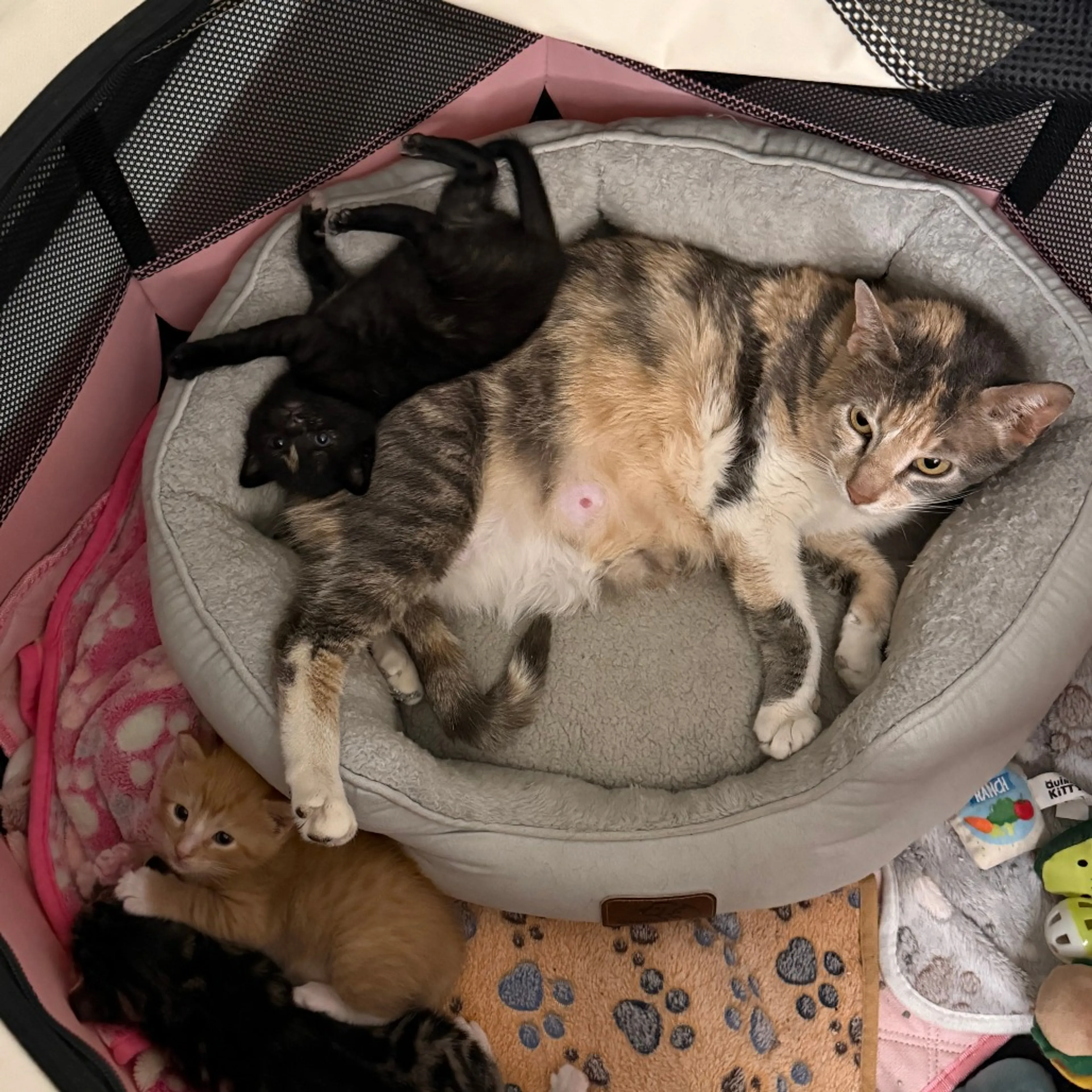Found pet-3
