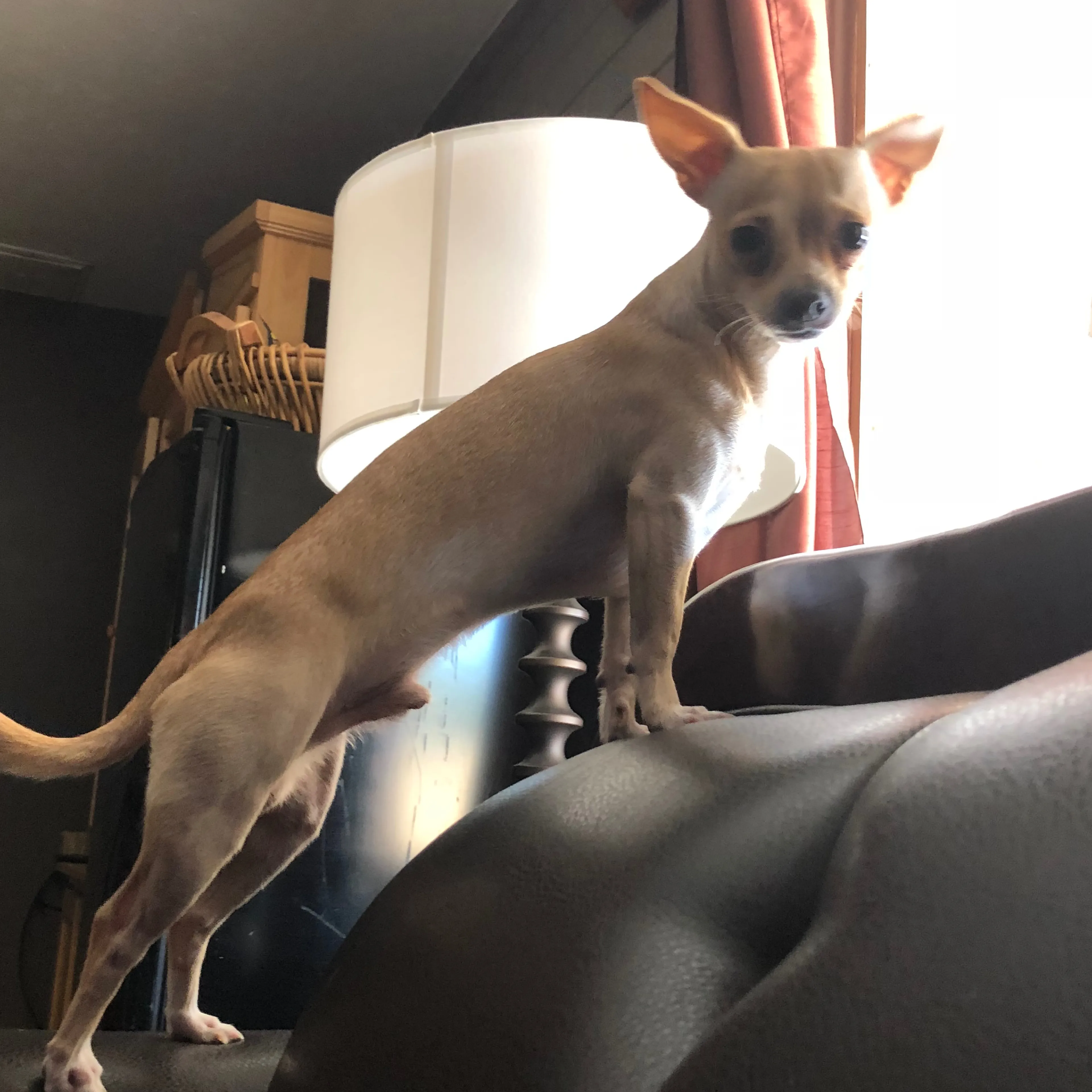 Lost pet-1