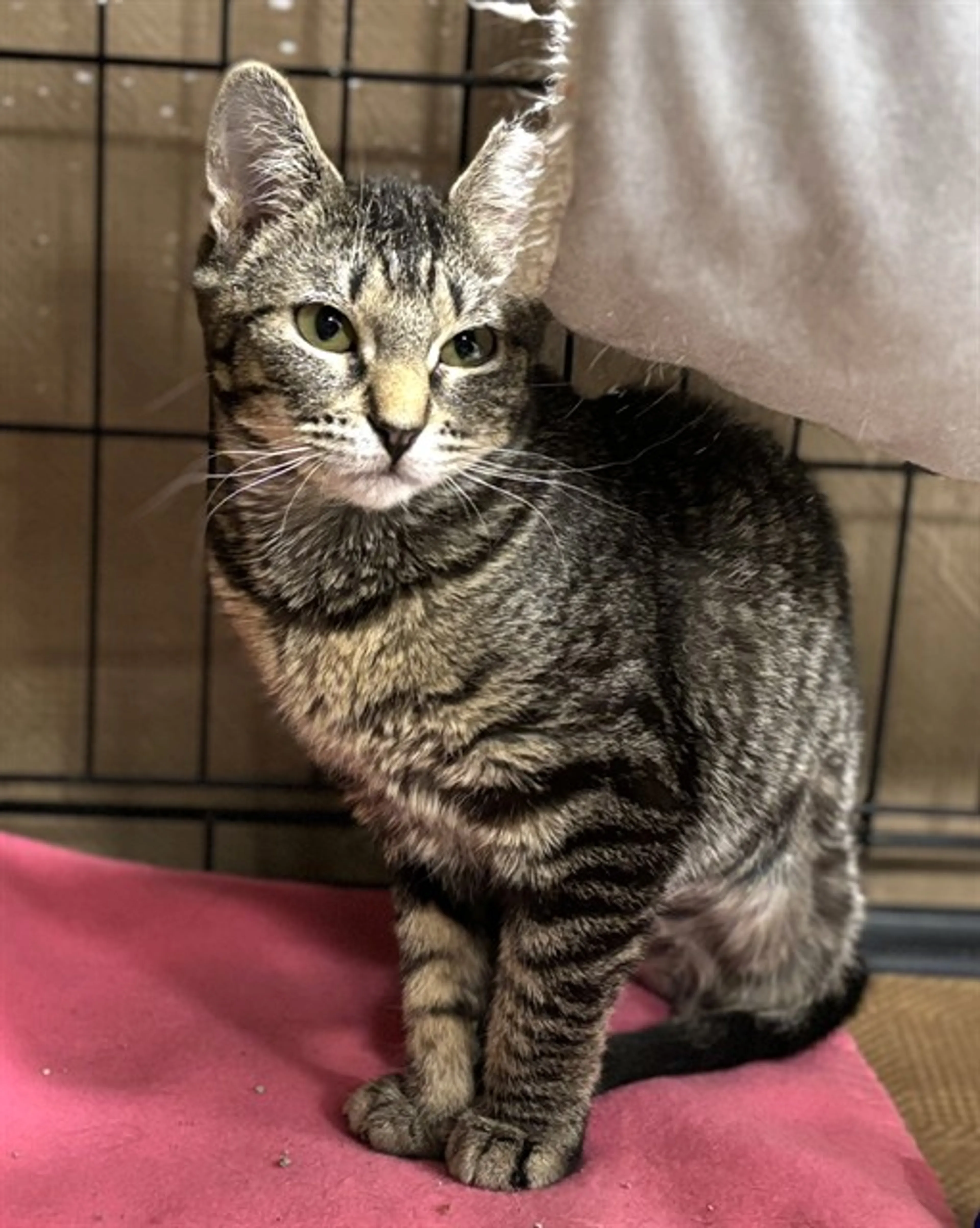 Found pet