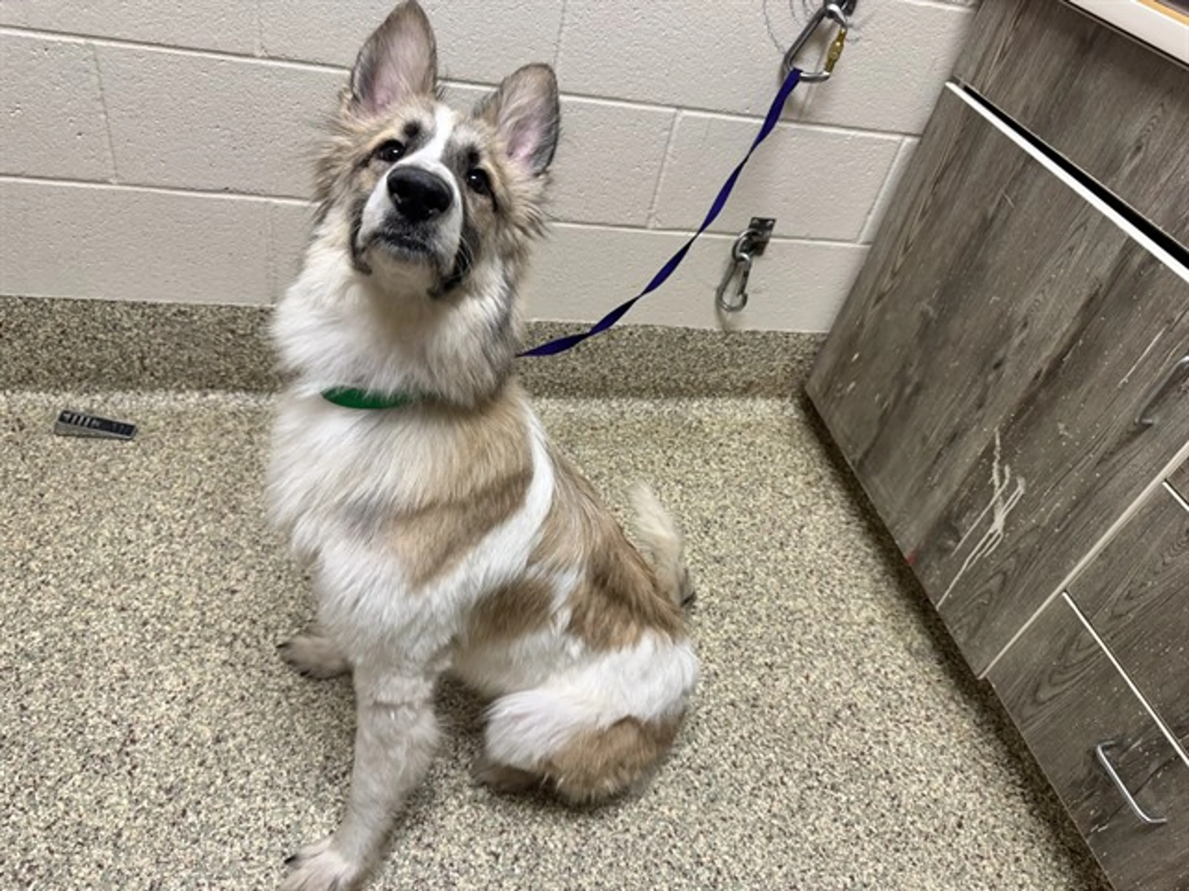 Found pet