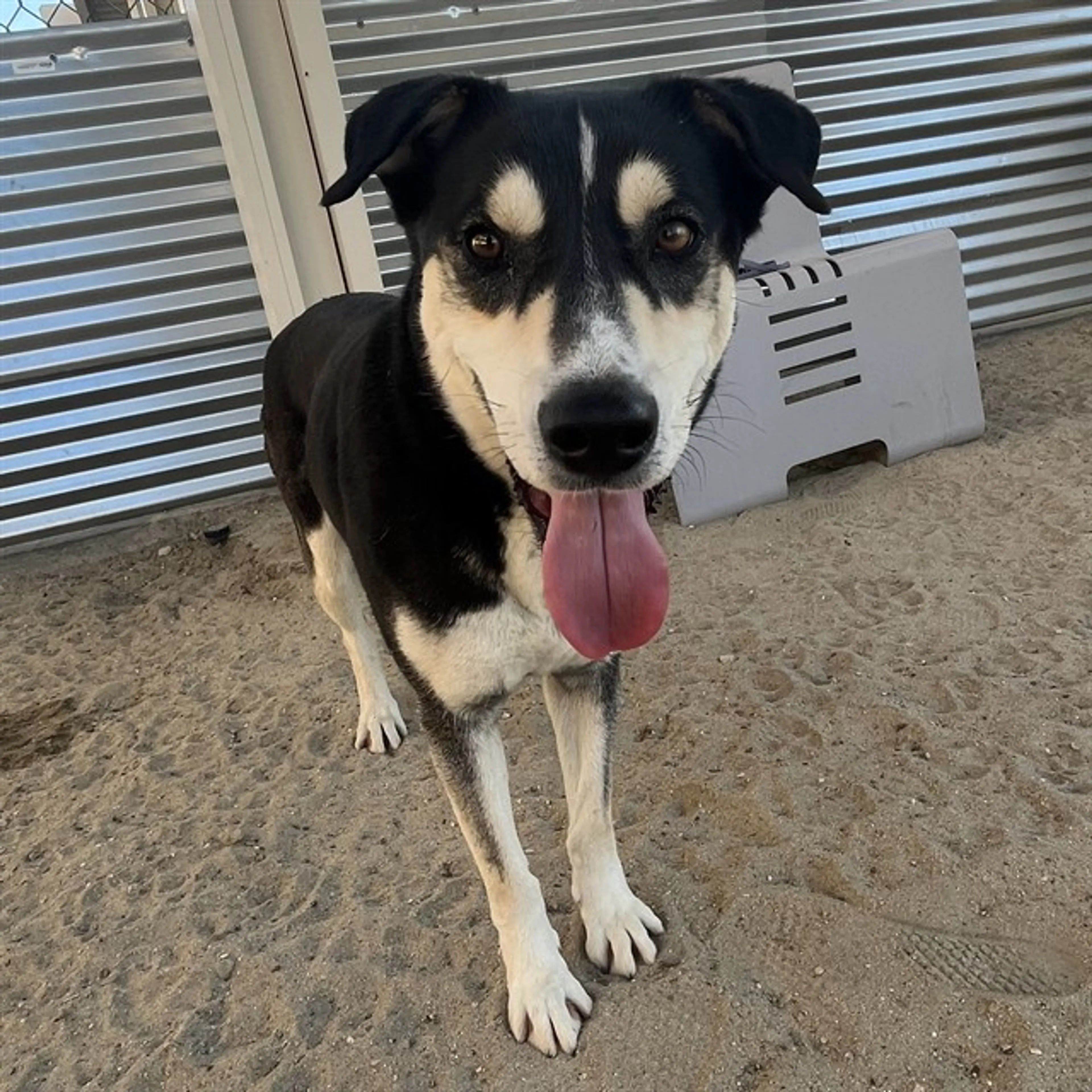 Found pet