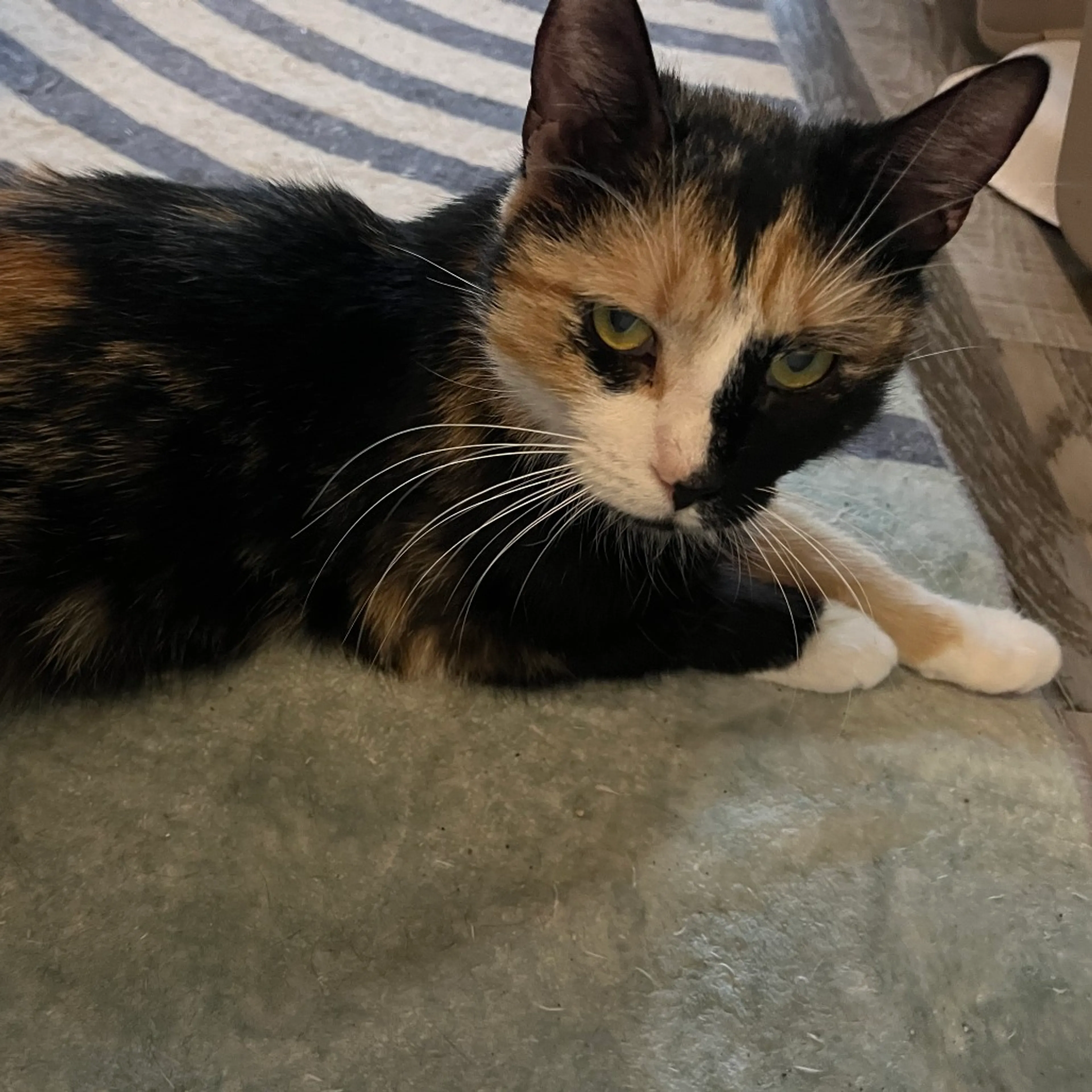 Found pet
