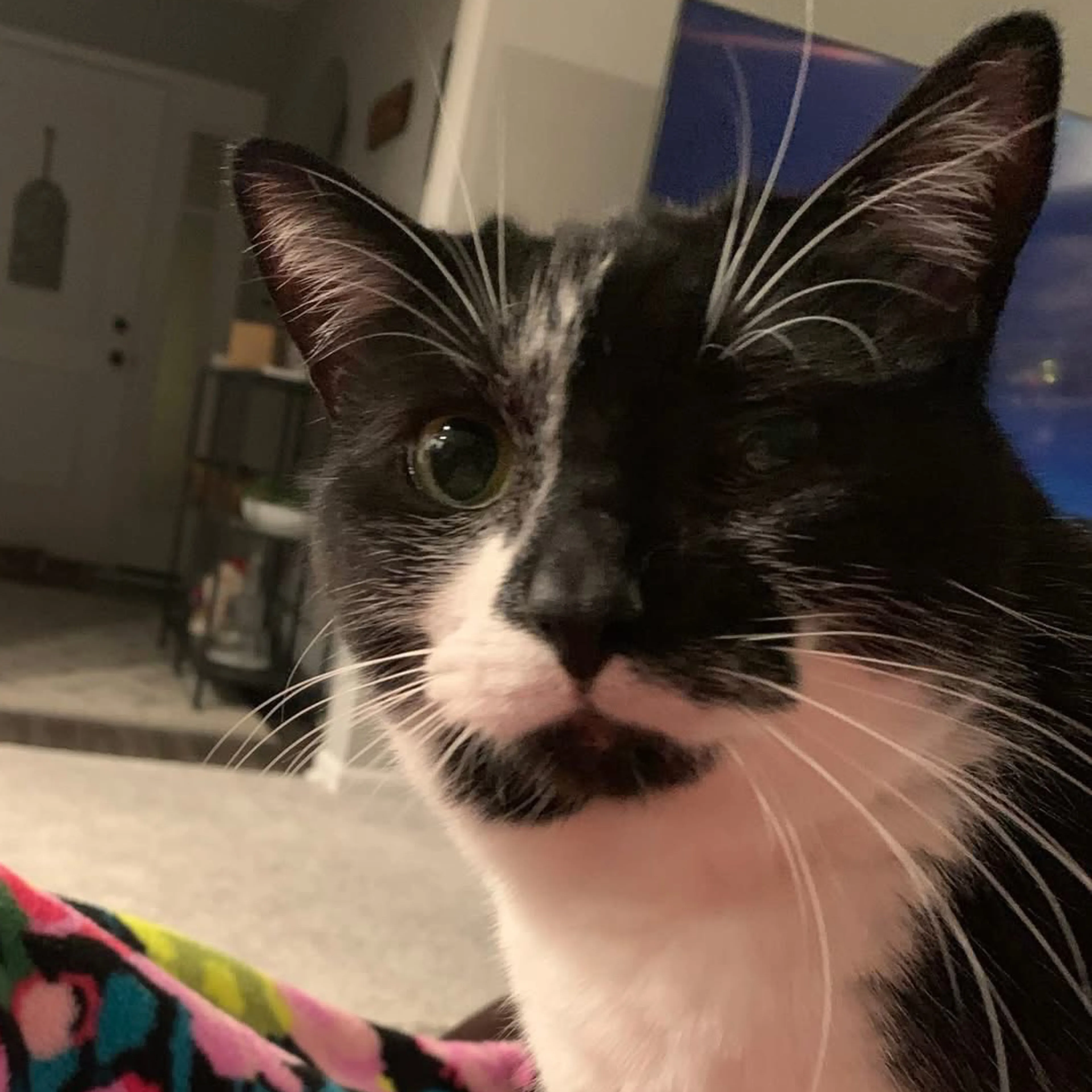 Lost pet-2
