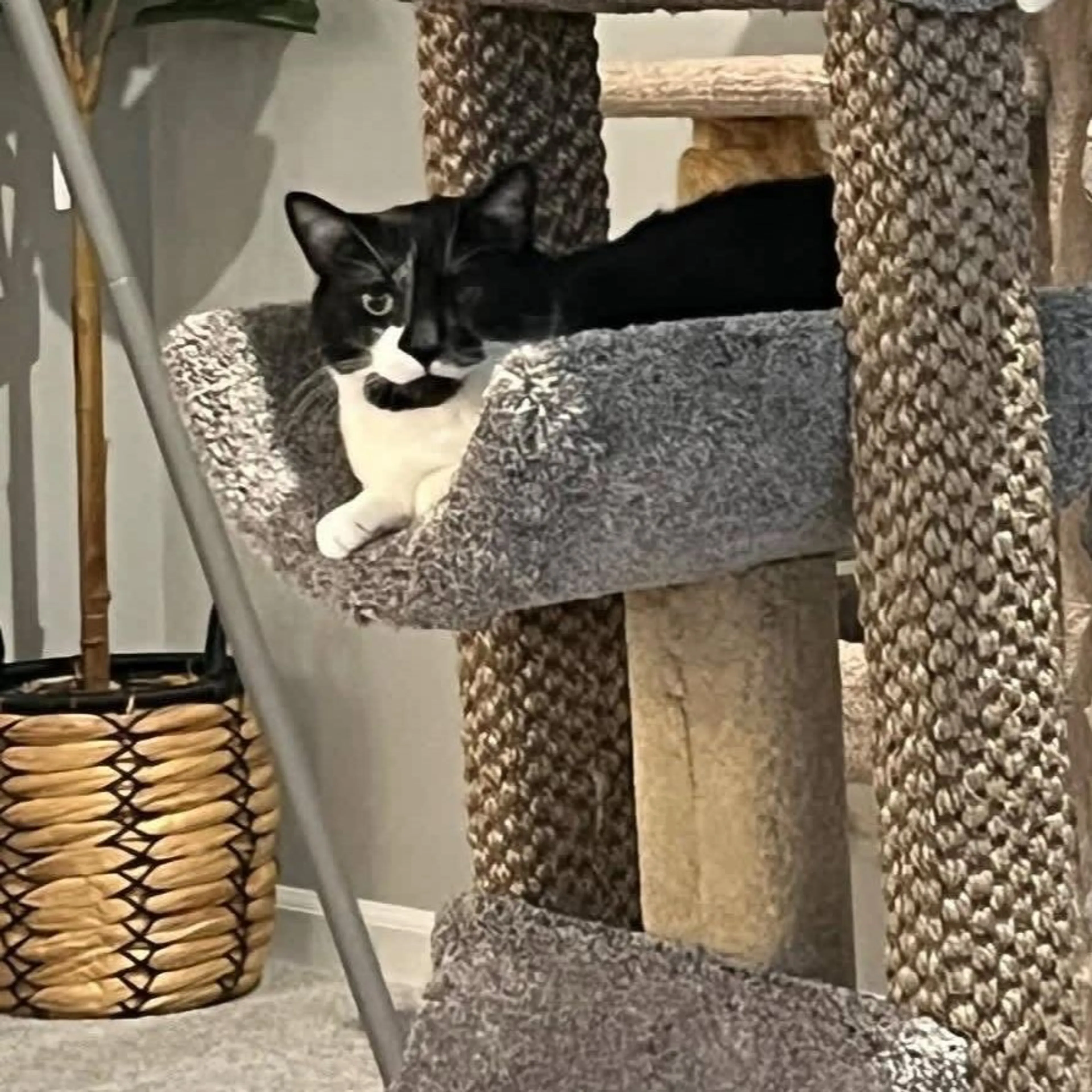 Lost pet-0