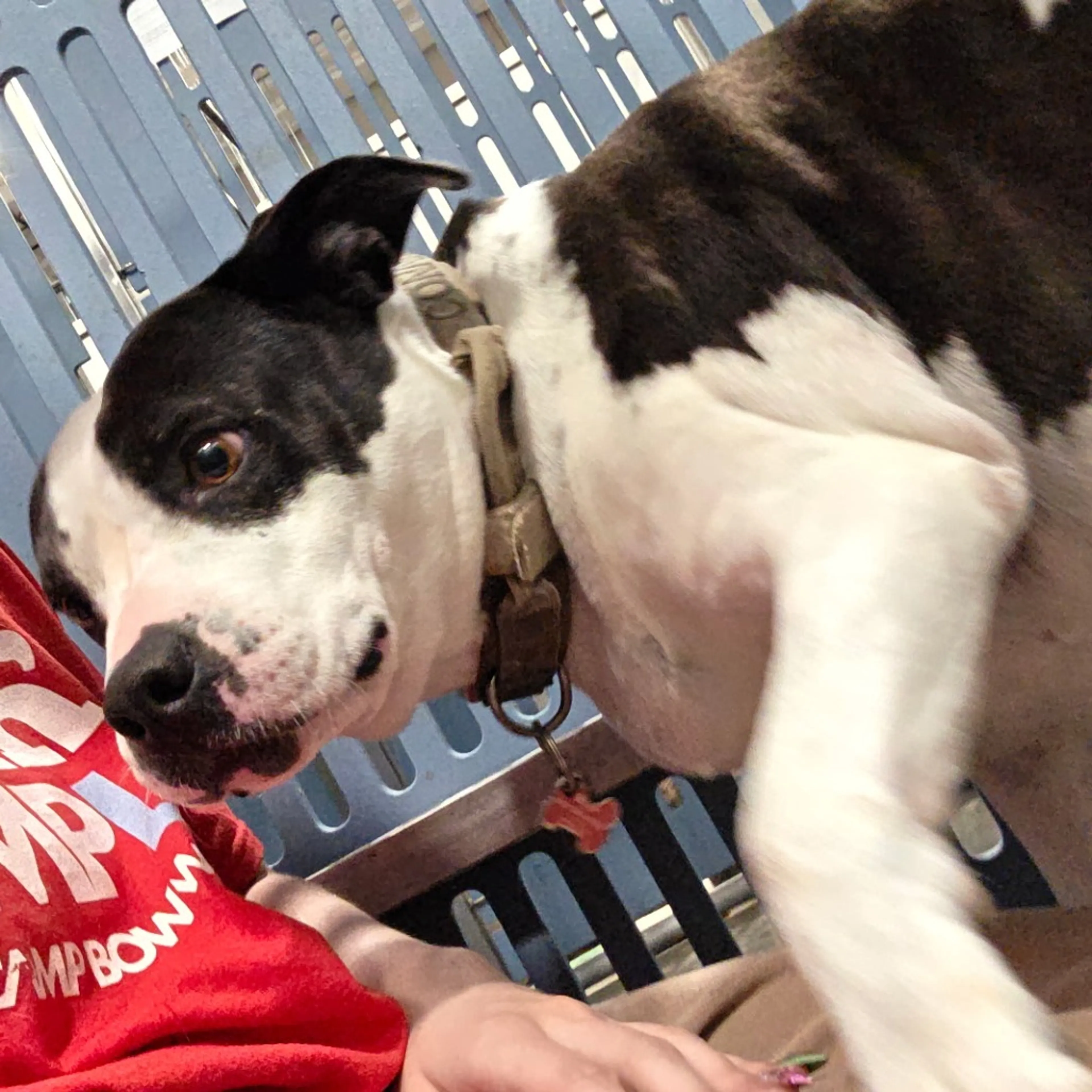 Found pet-2