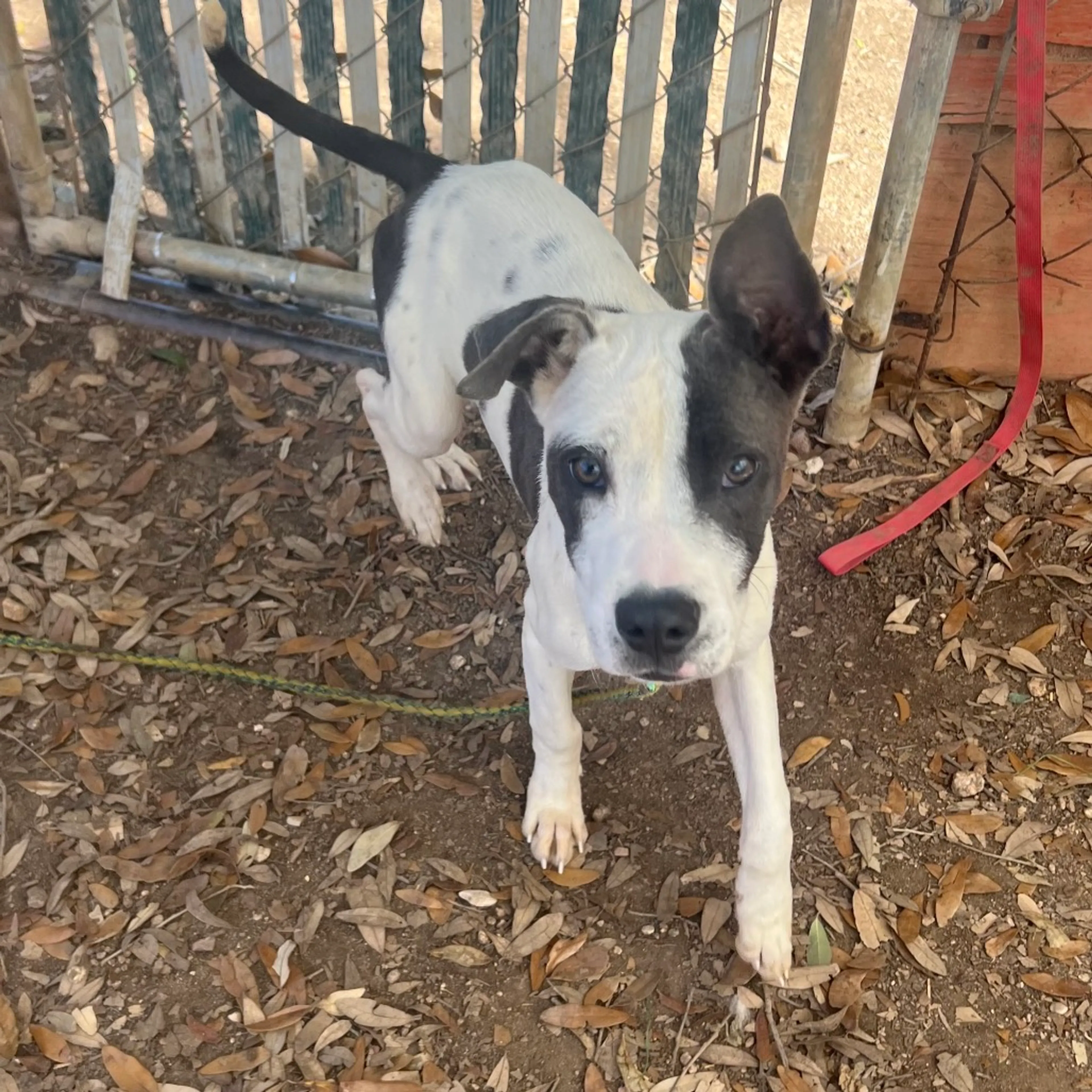 Found pet-2