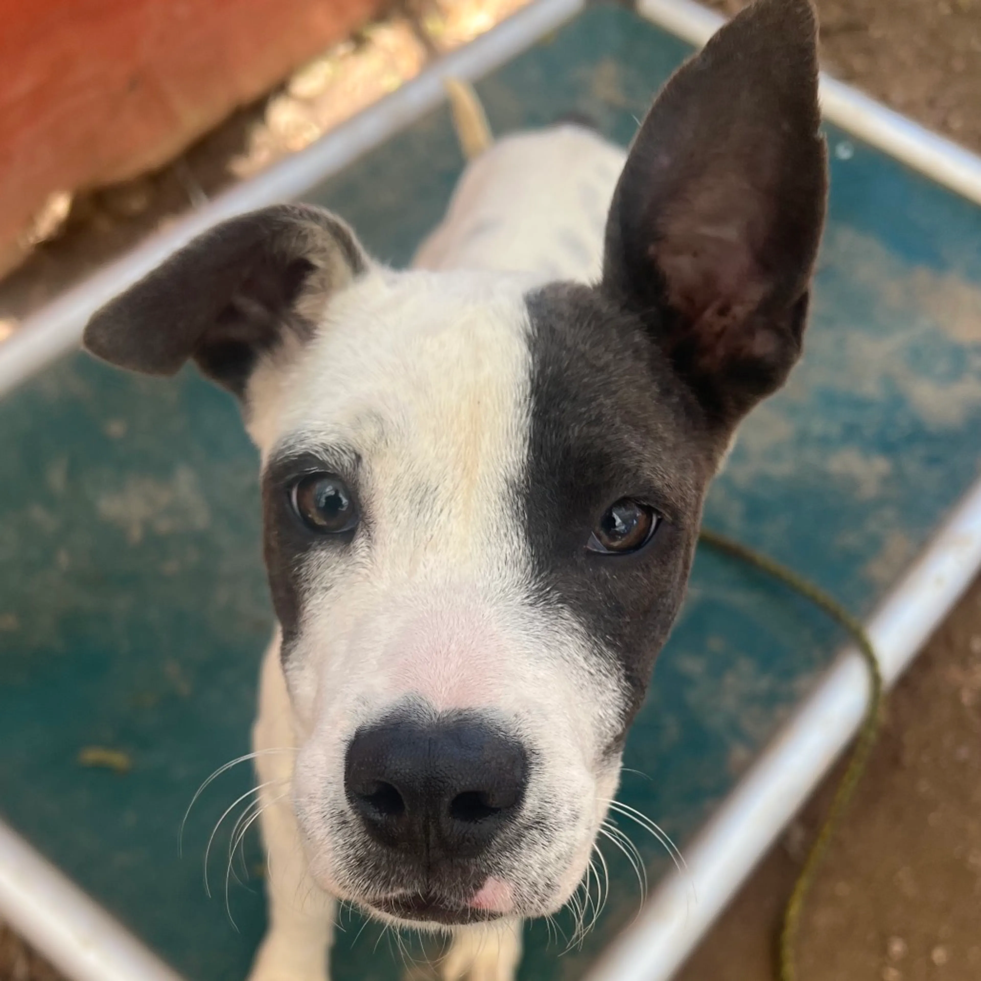 Found pet-1