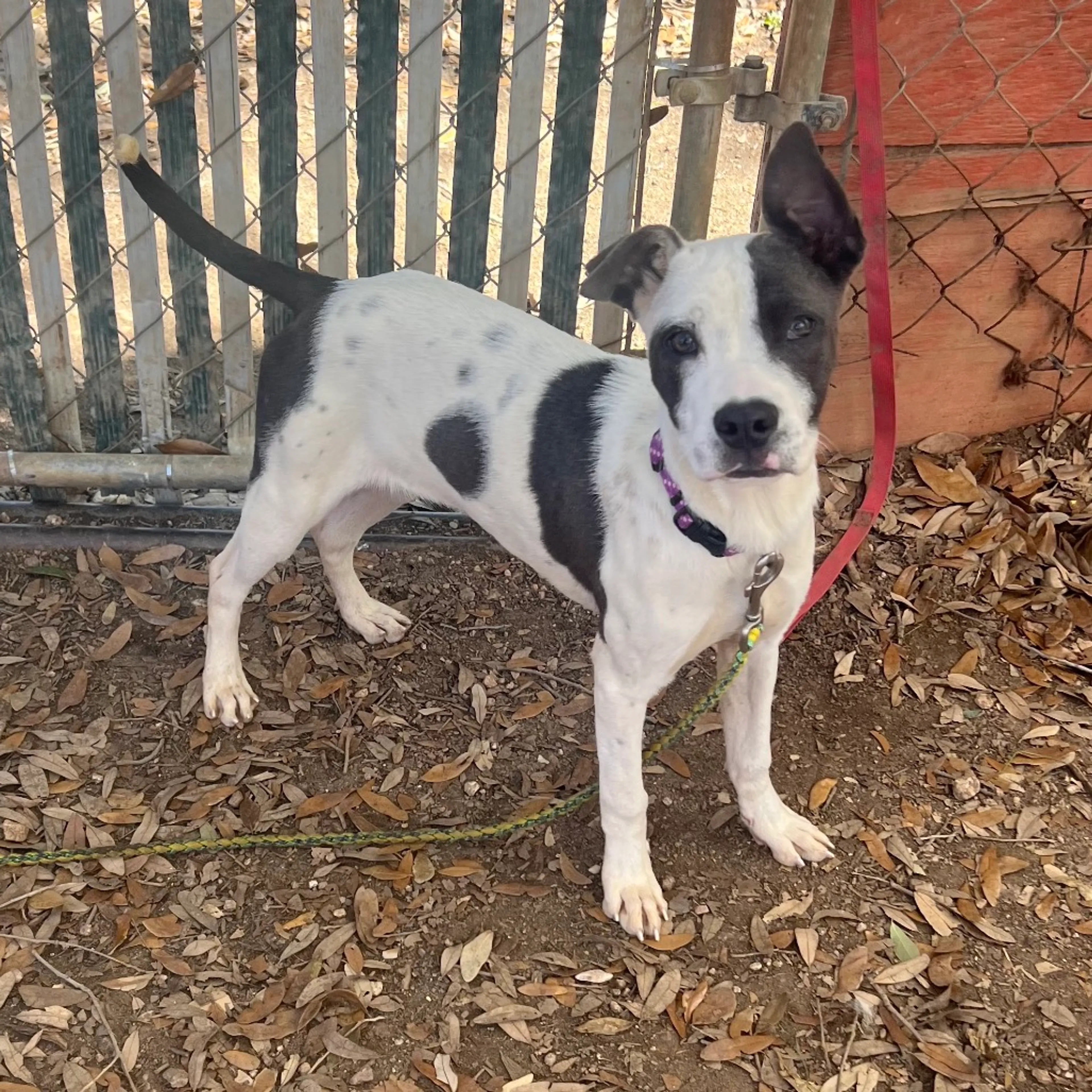 Found pet-3
