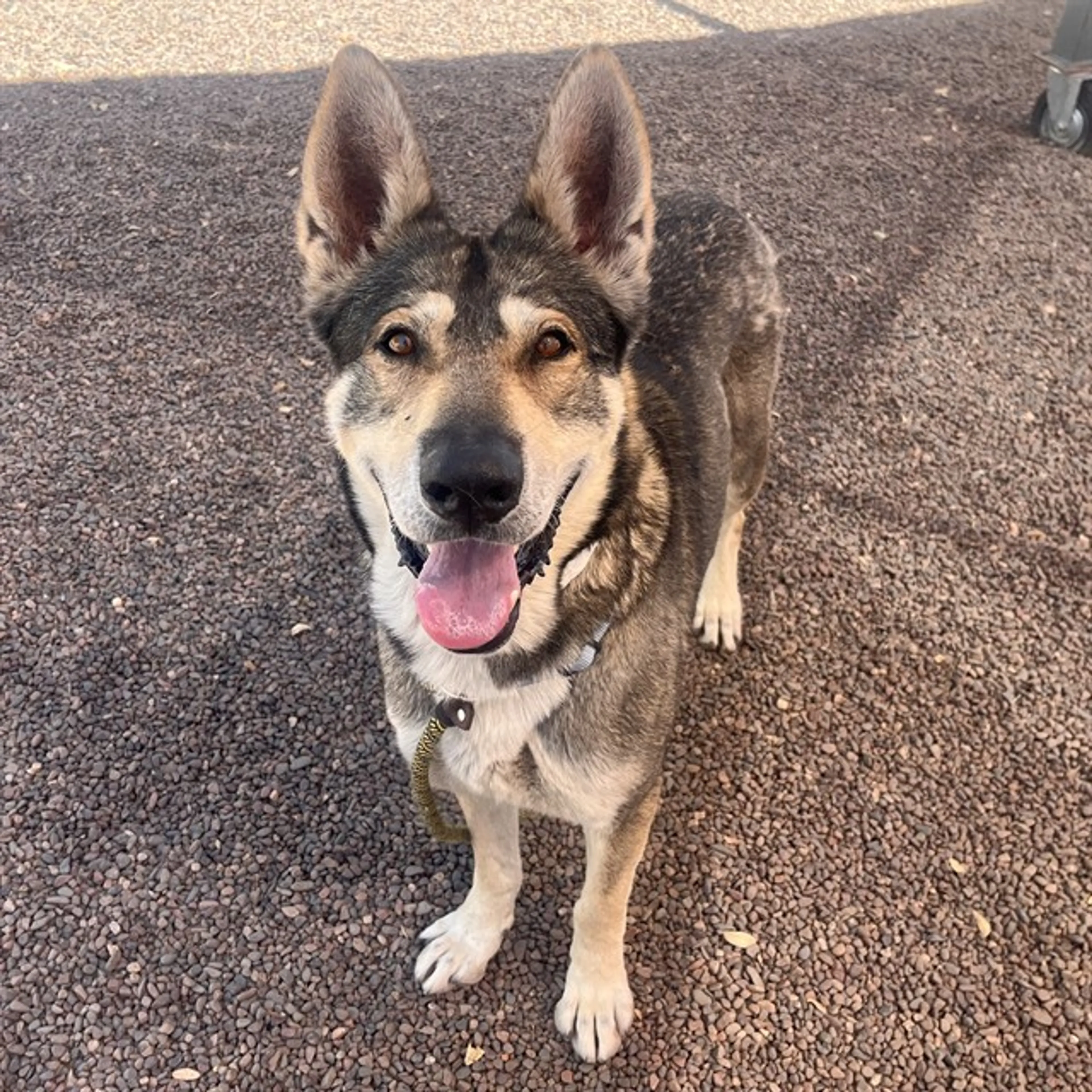 Found pet