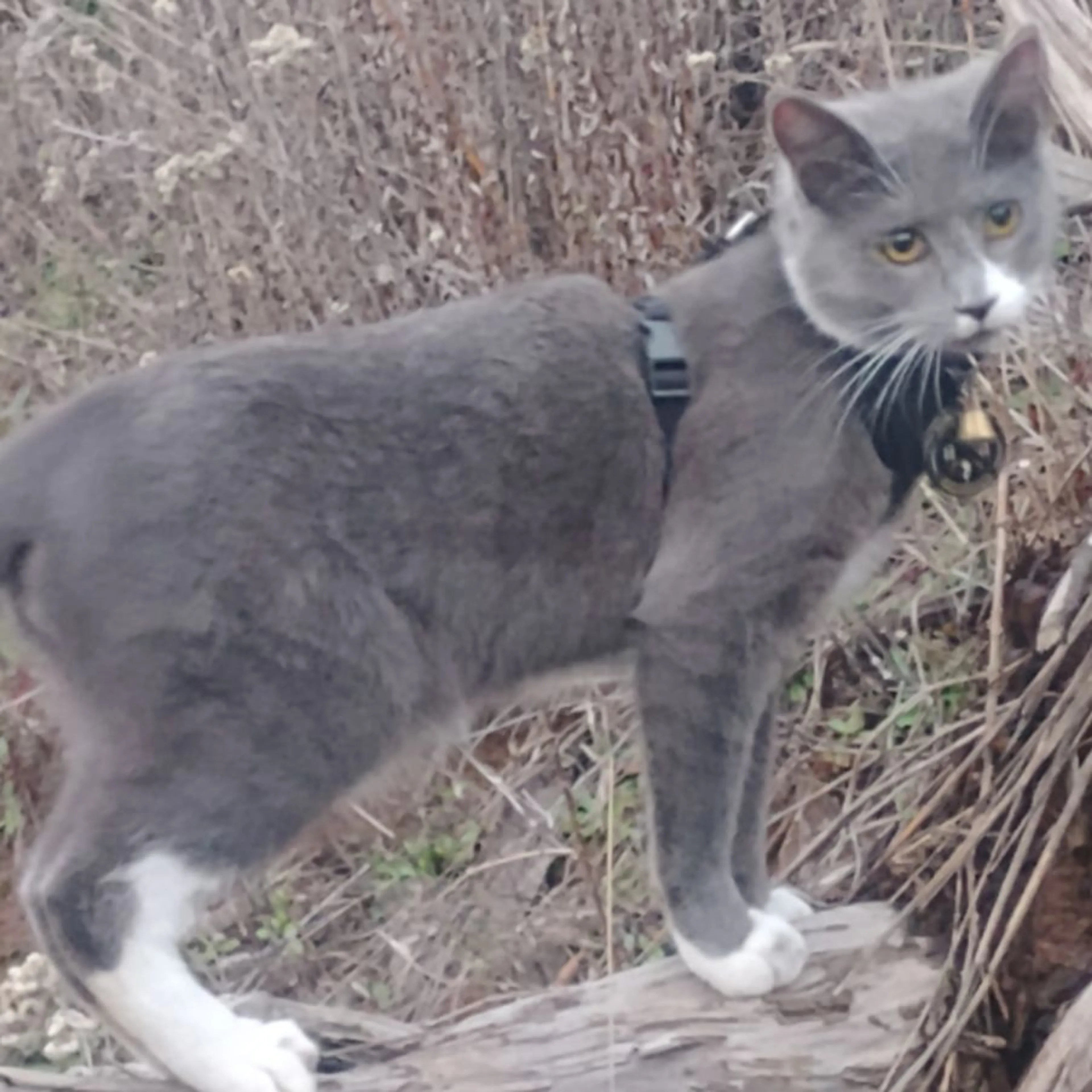 Lost pet-0