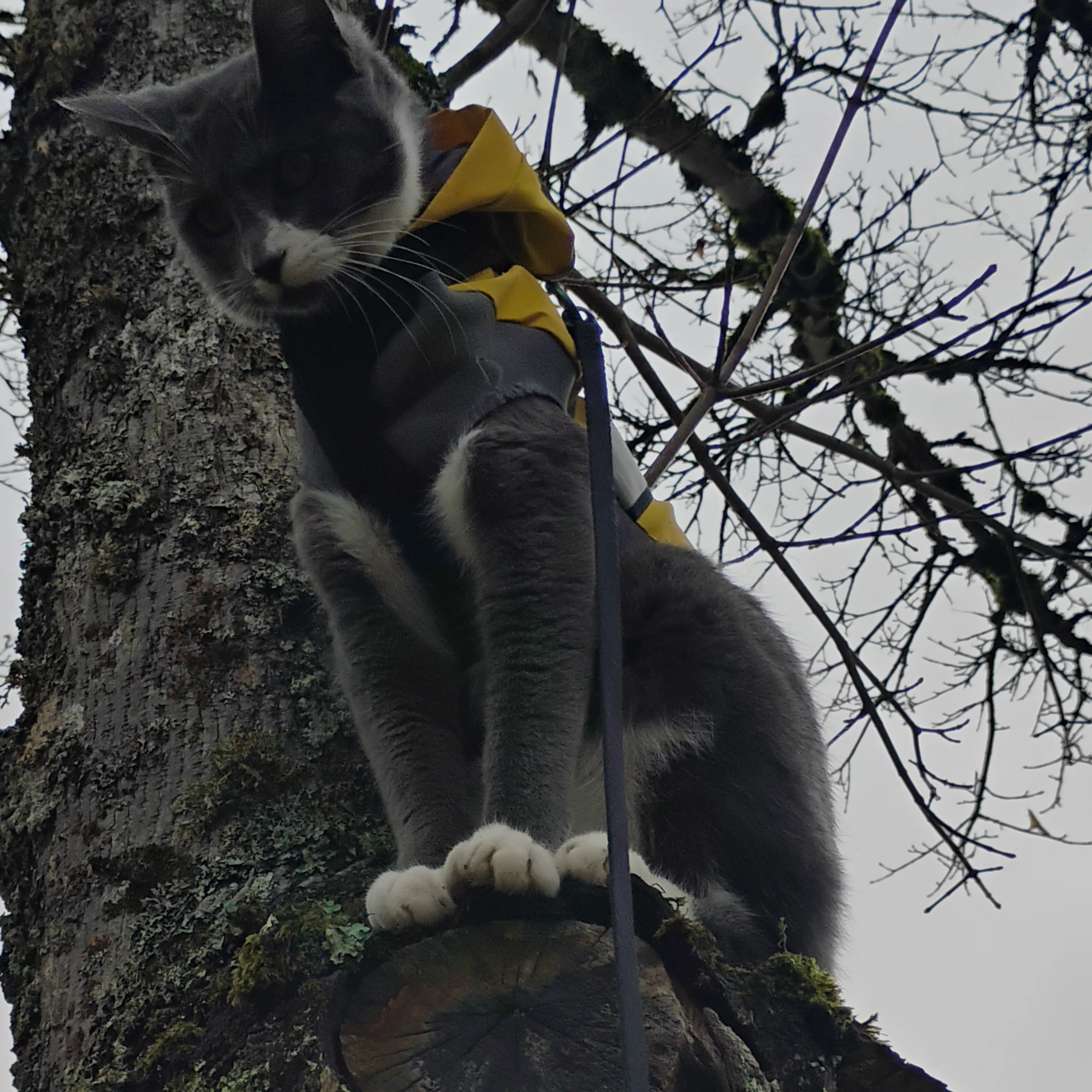 Lost pet-1