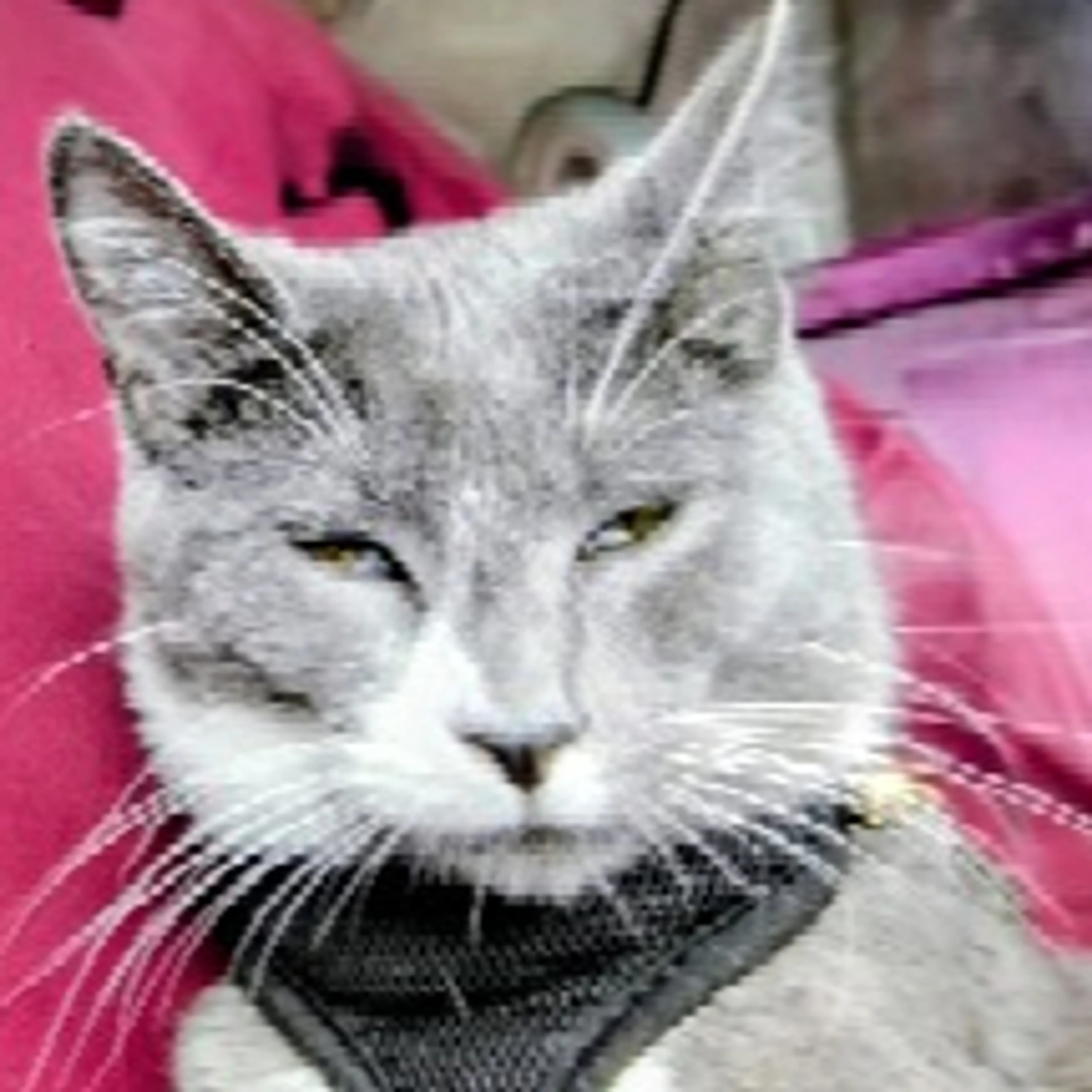 Lost pet-3