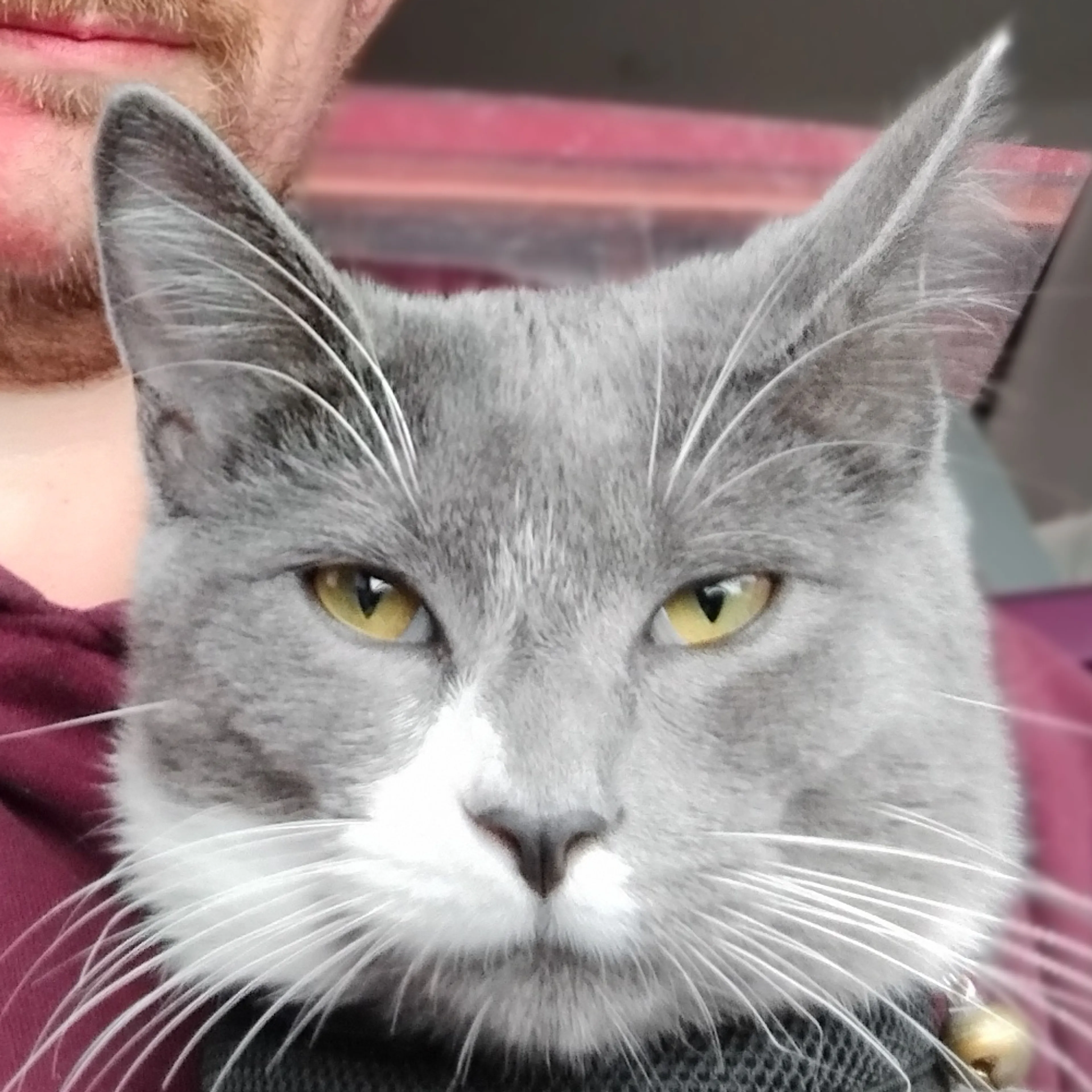Lost pet-2