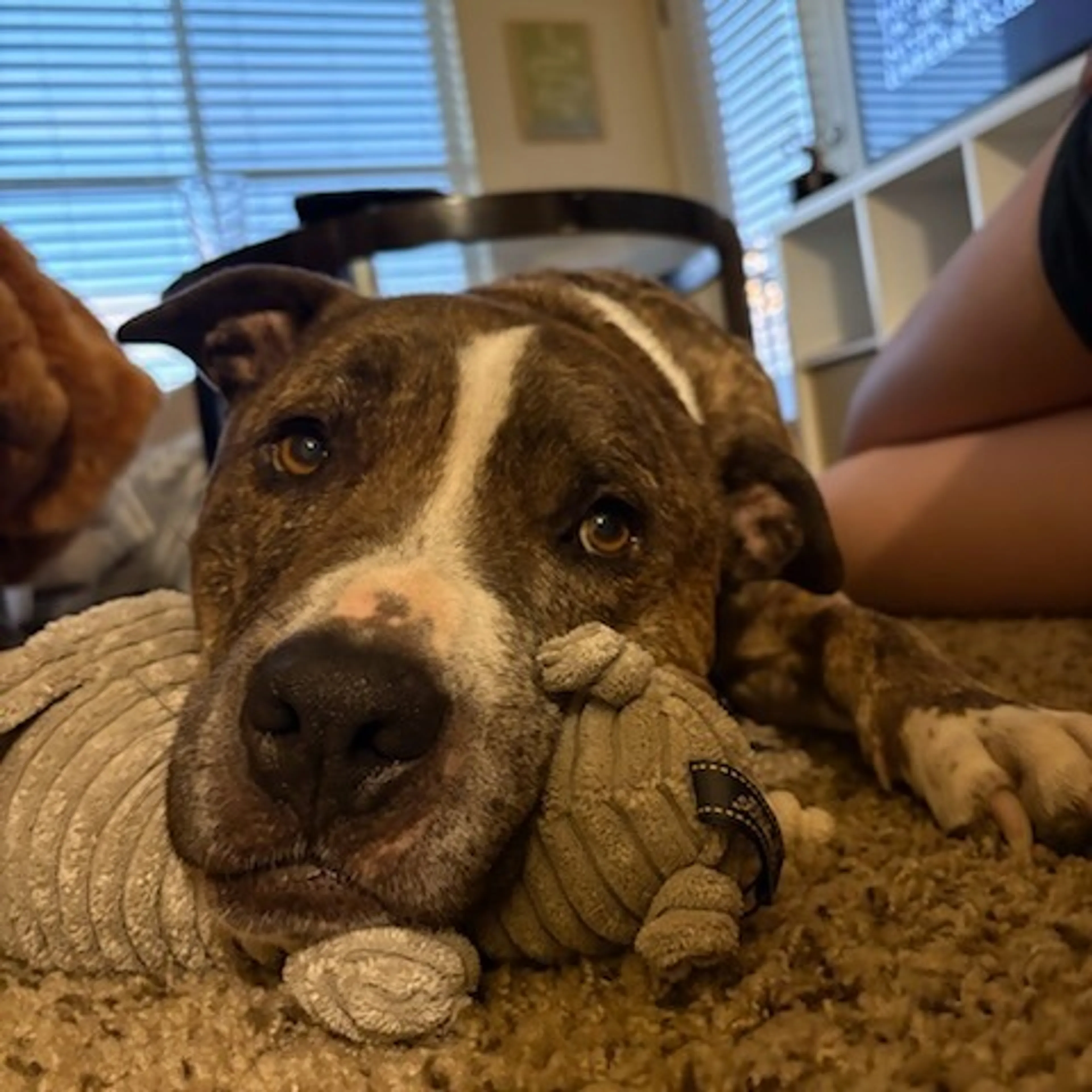 Found pet-0