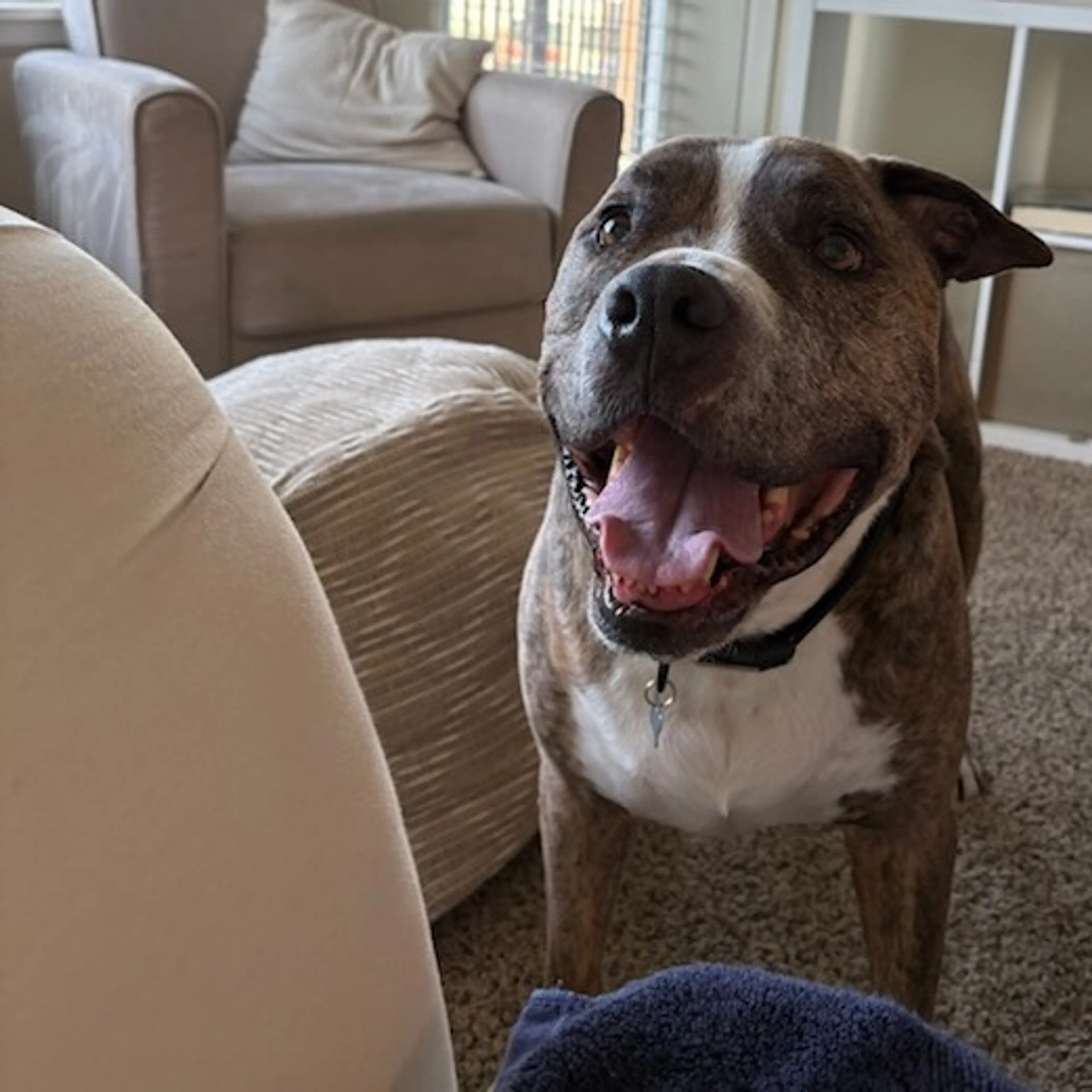 Found pet-4