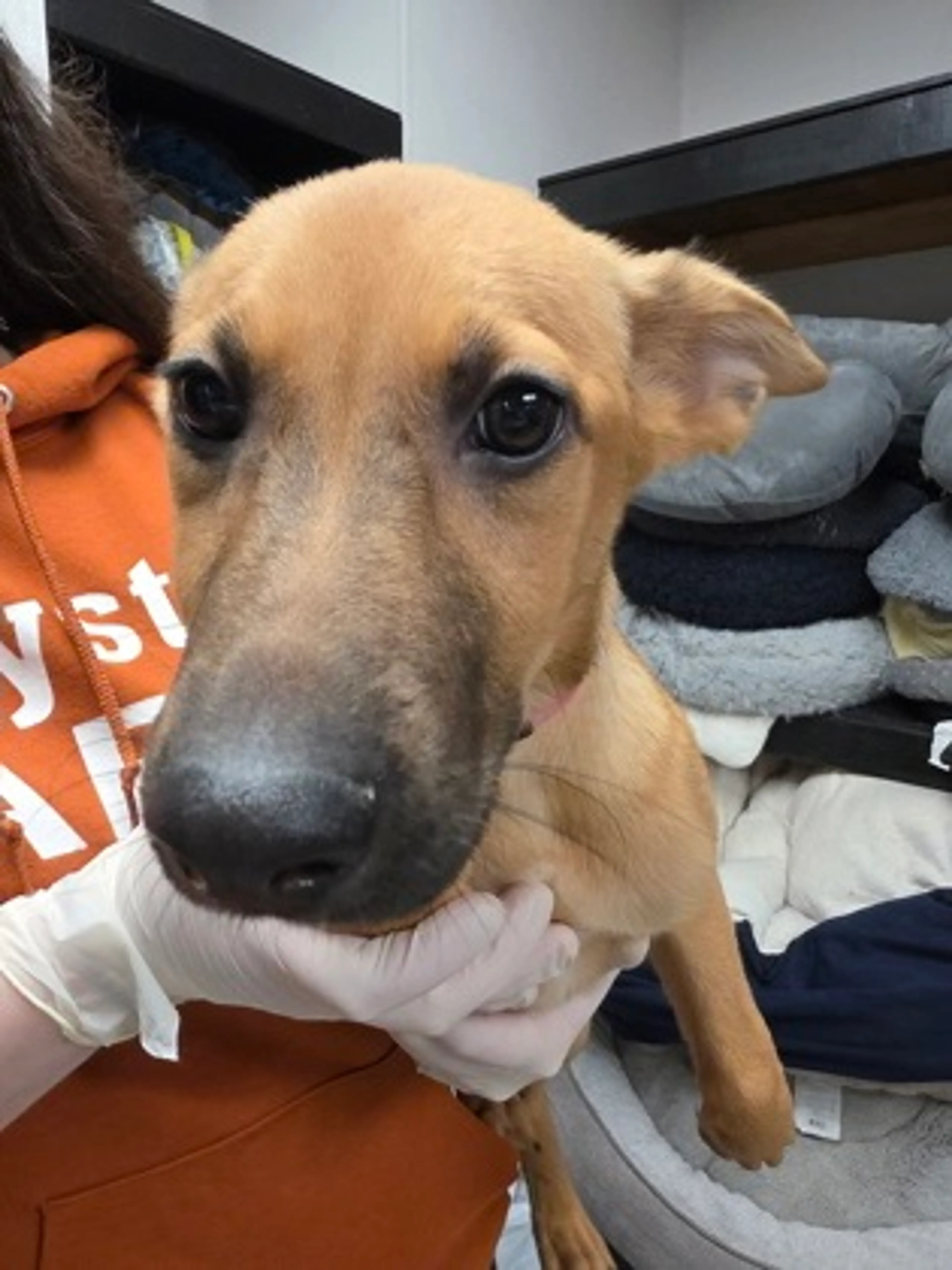 Found pet