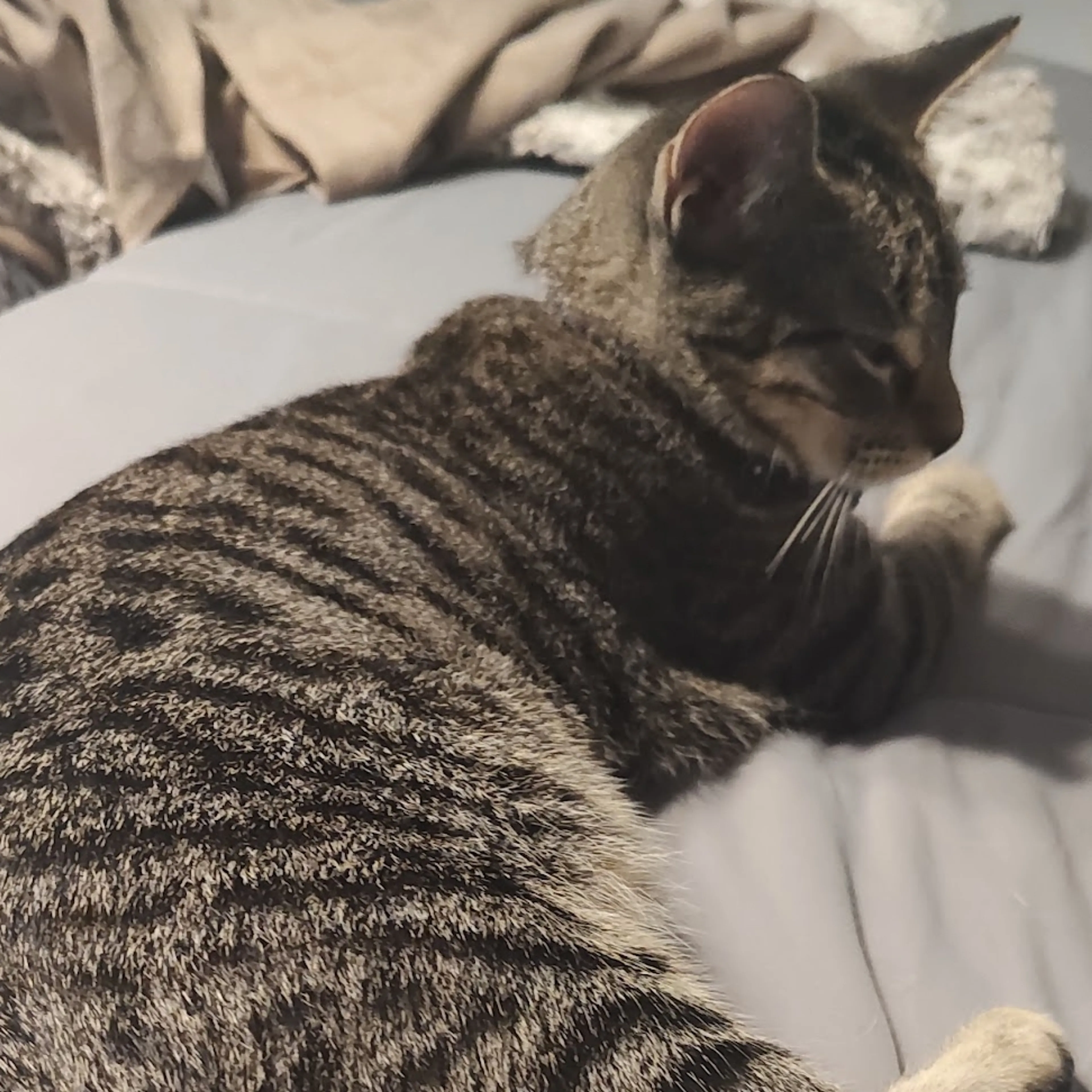 Lost pet-1