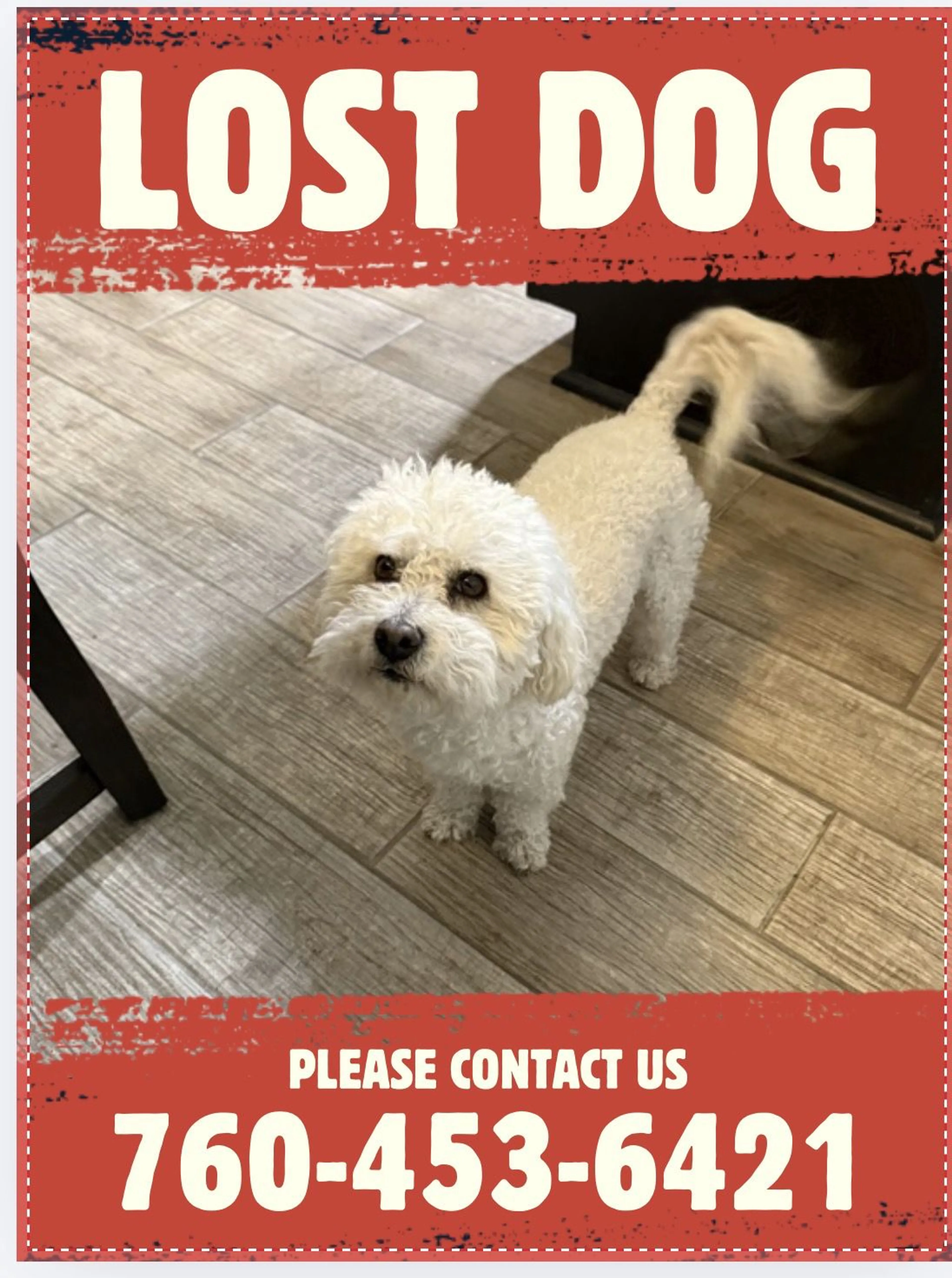 Lost pet