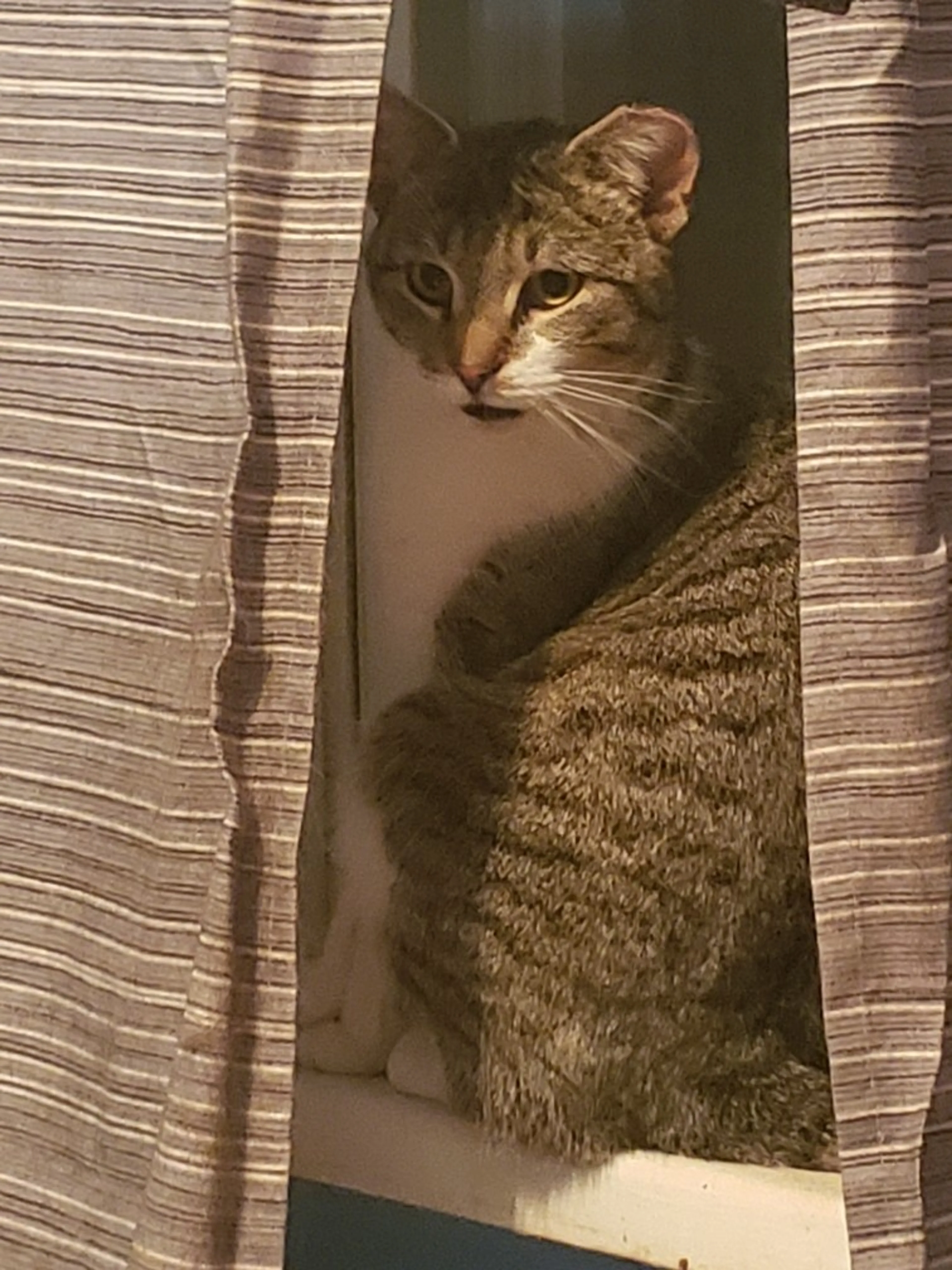 Found pet-5