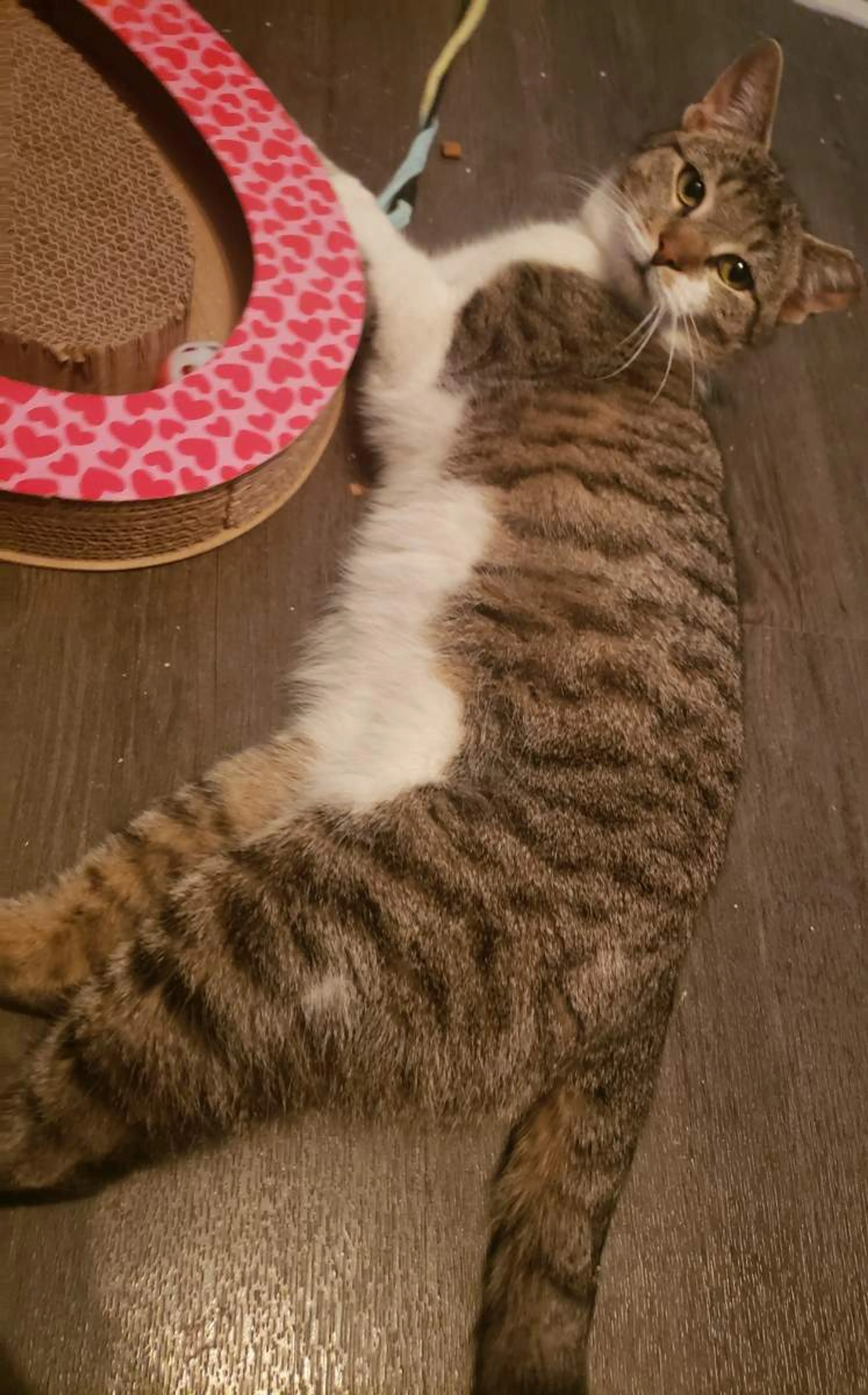 Found pet-3