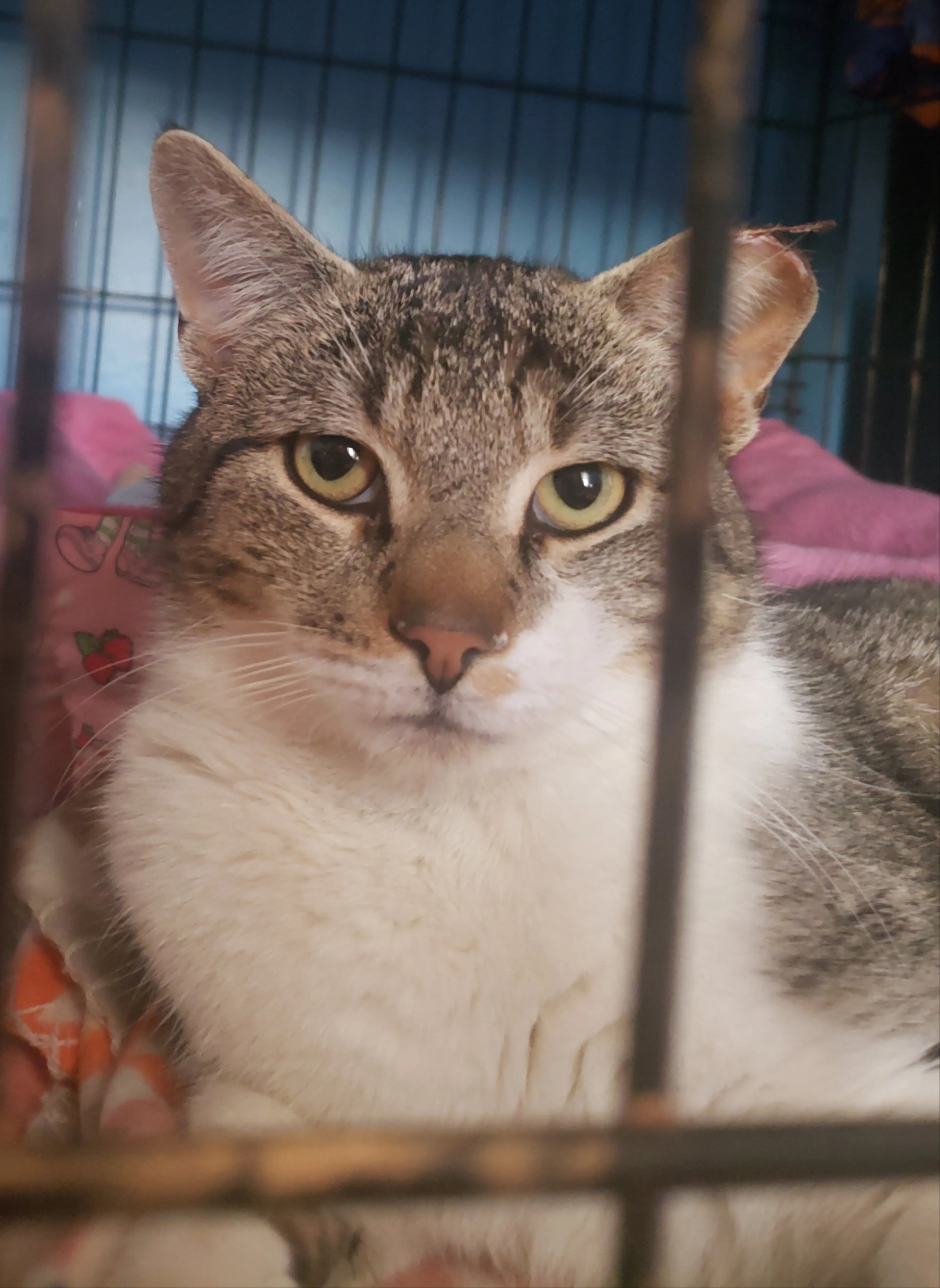Found pet-1
