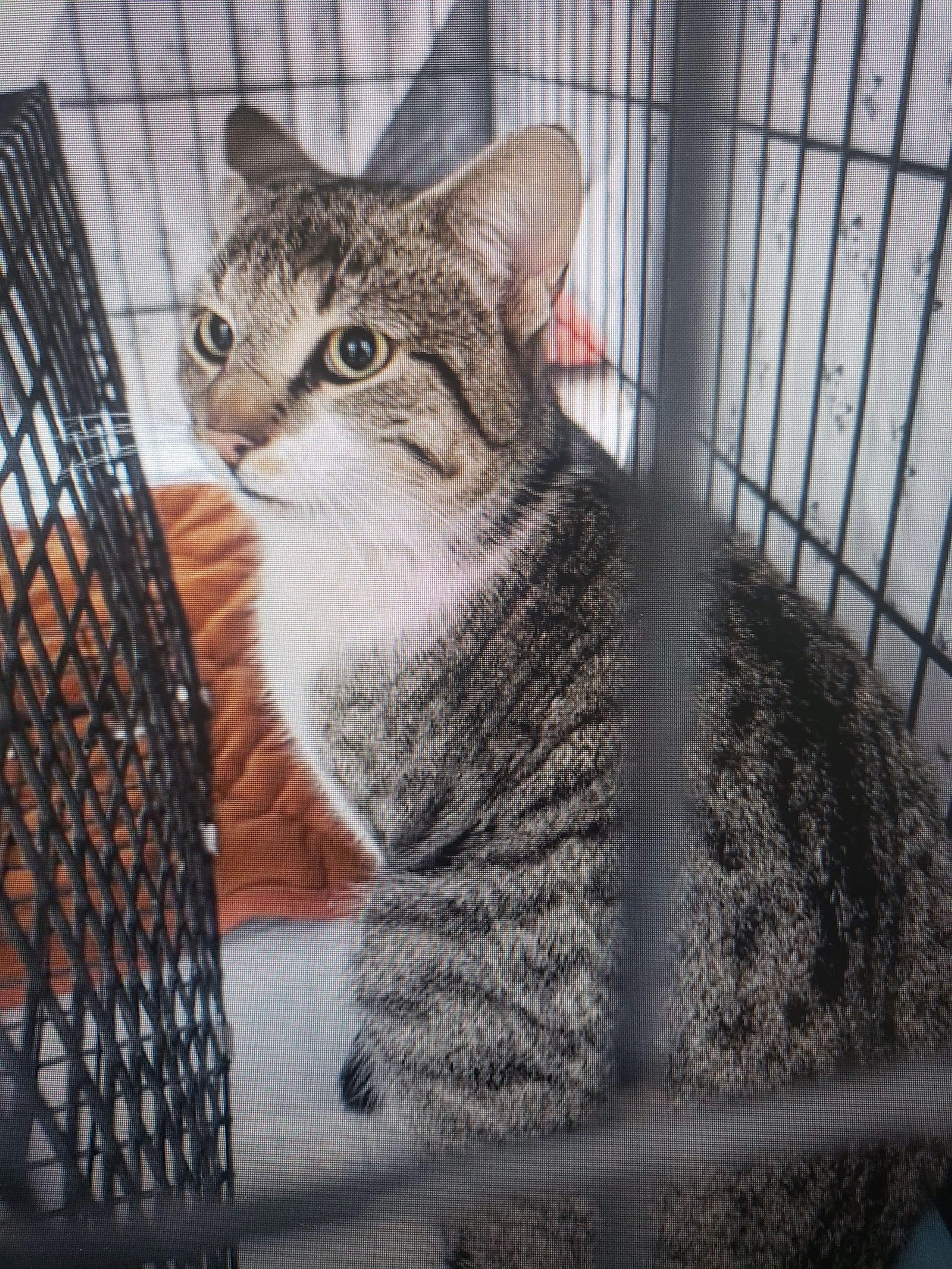 Found pet-2