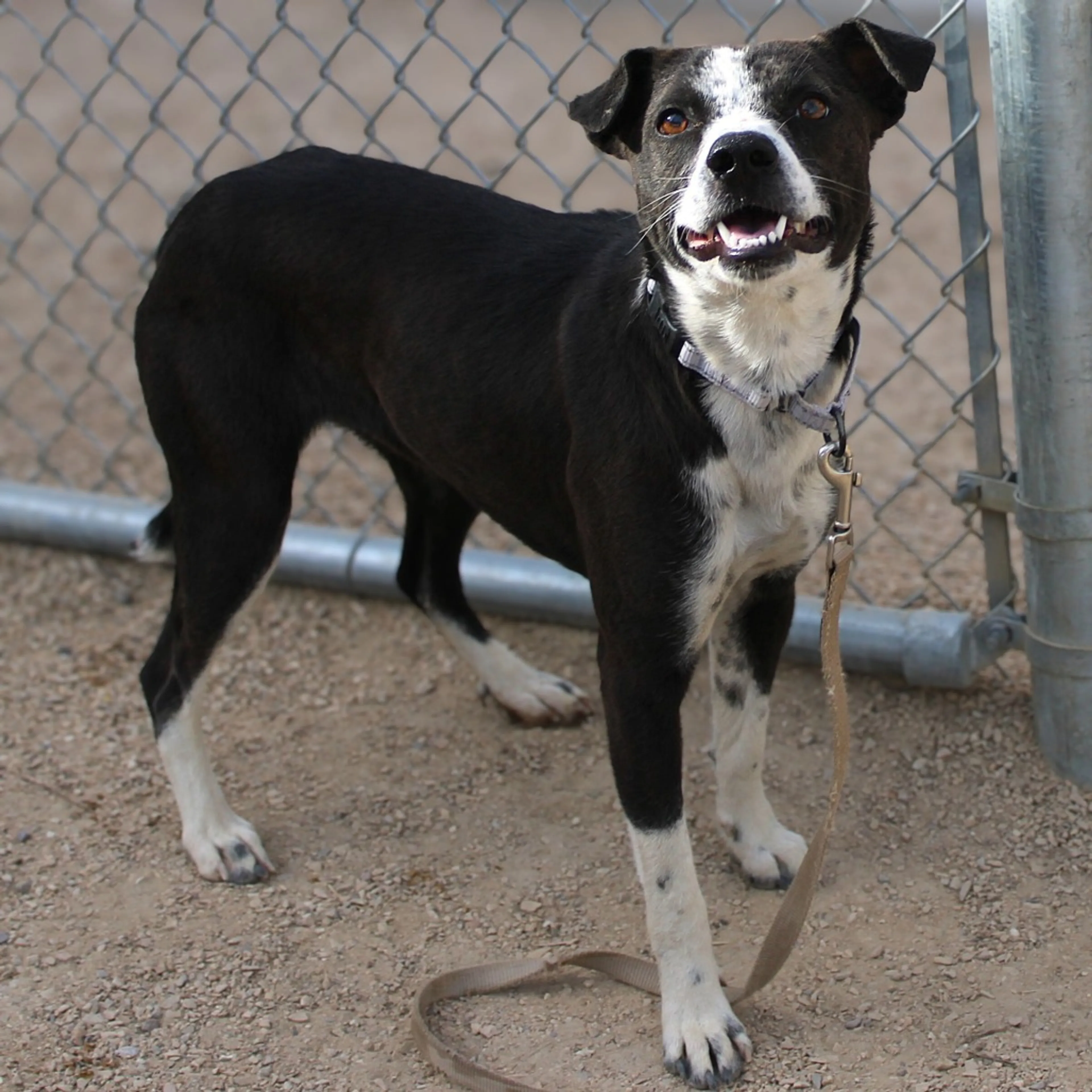 Found pet-8