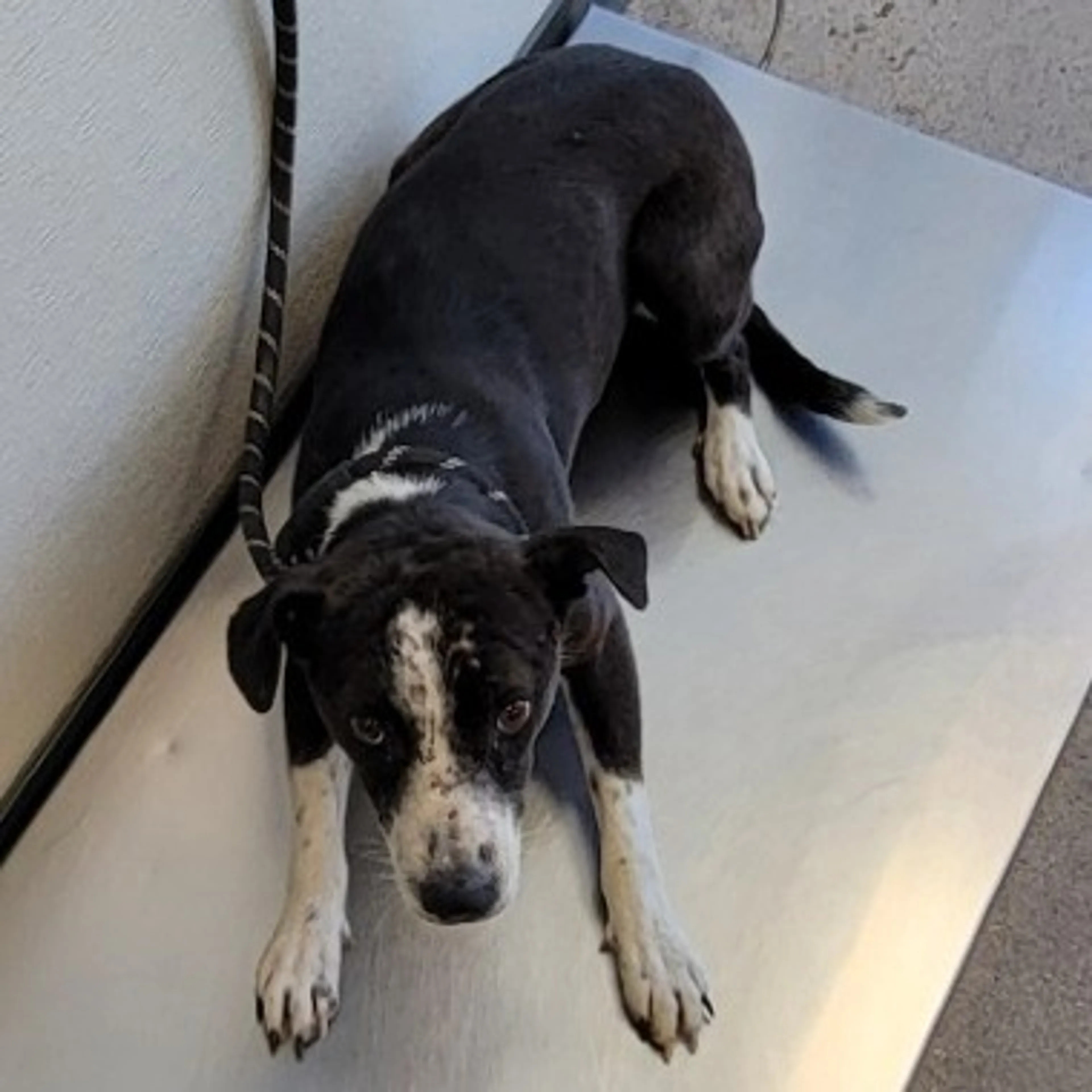 Found pet-2