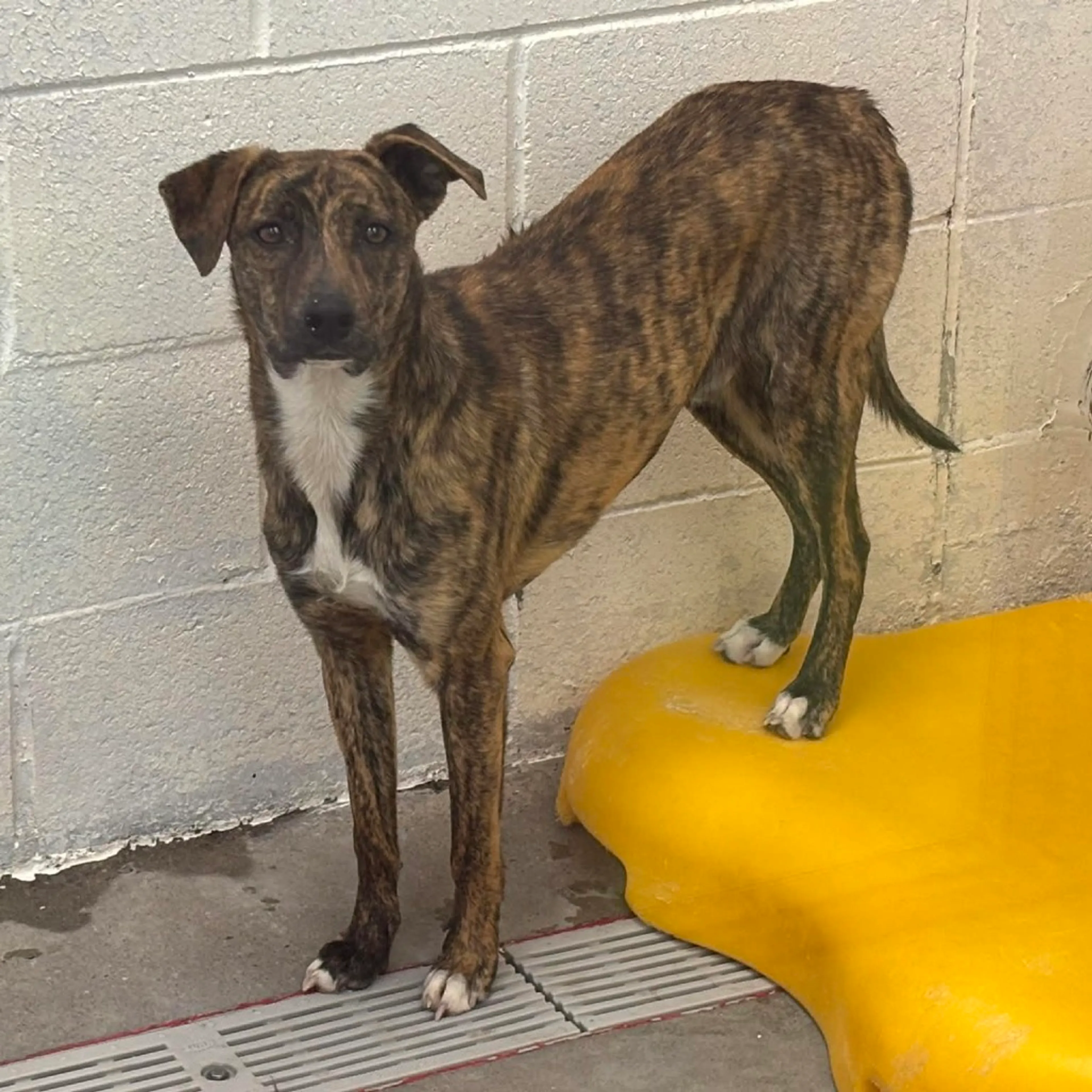 Found pet-5