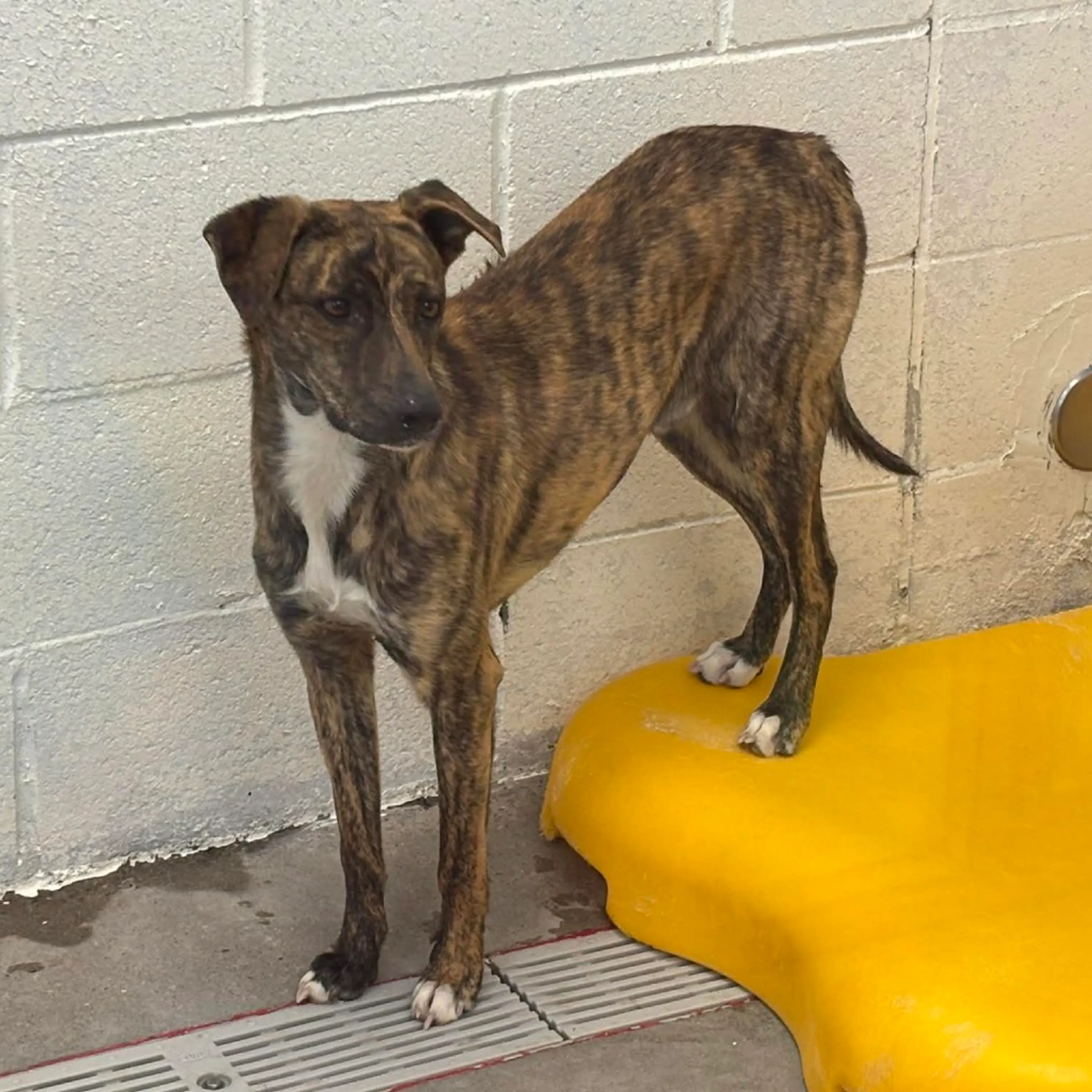 Found pet-4