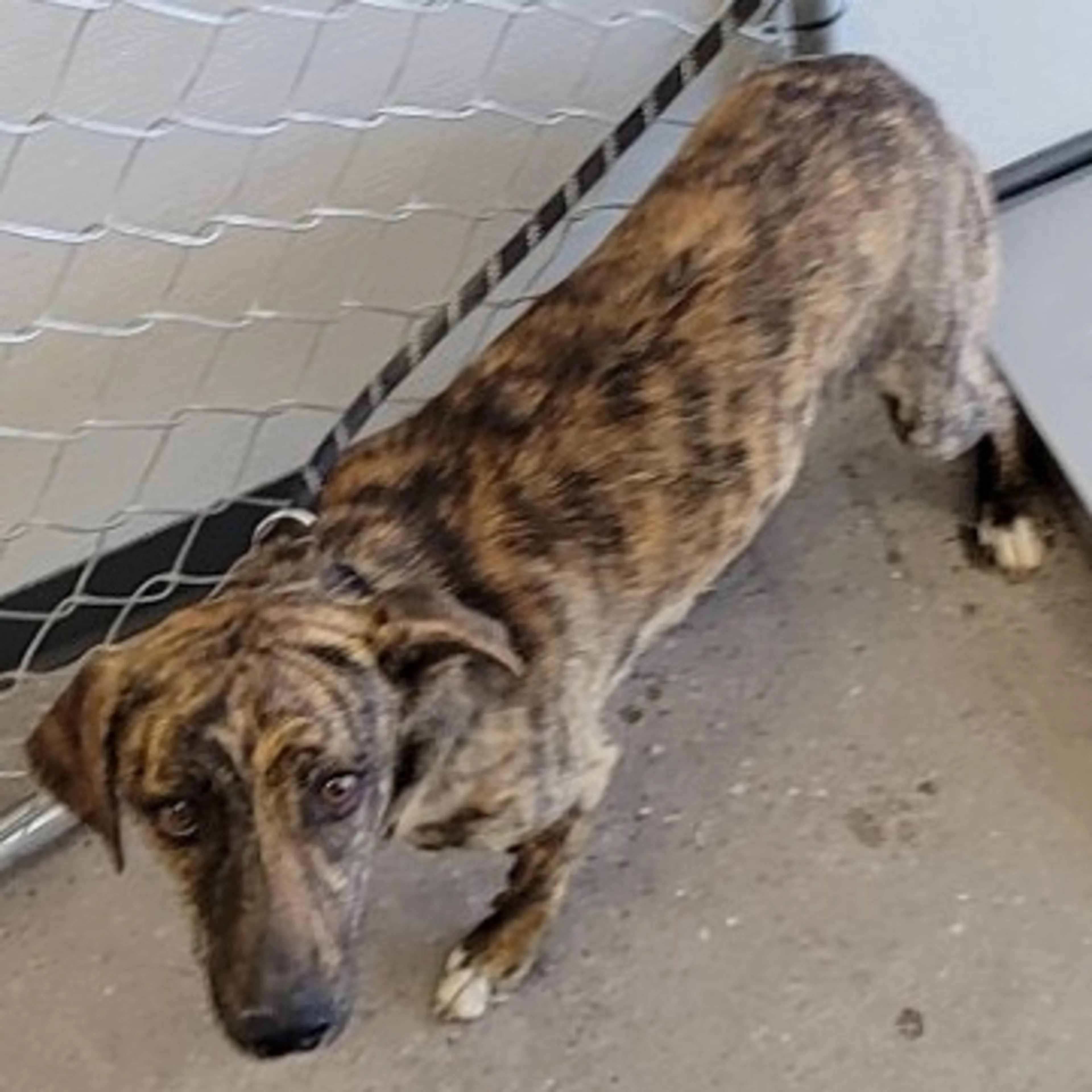 Found pet-2