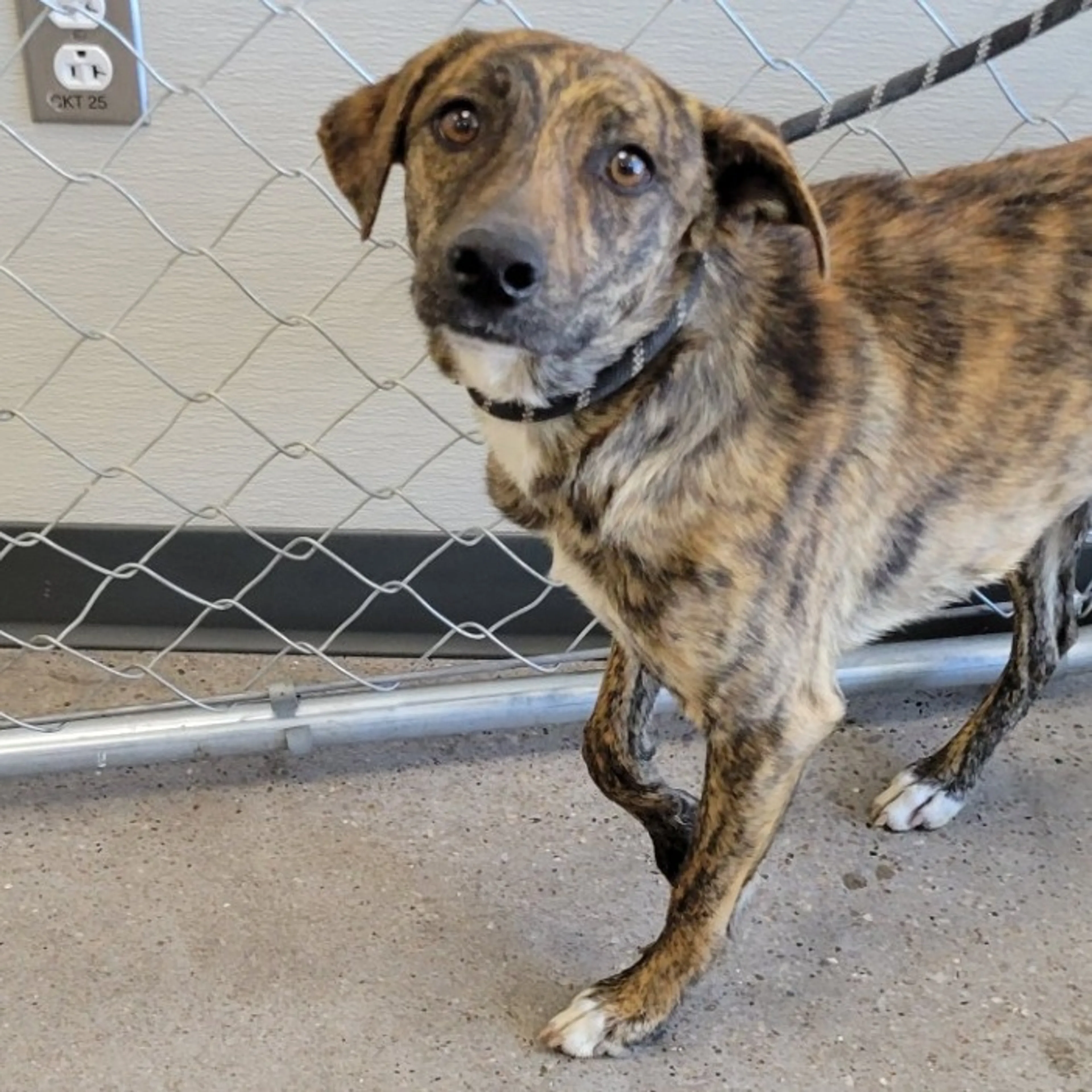 Found pet-1