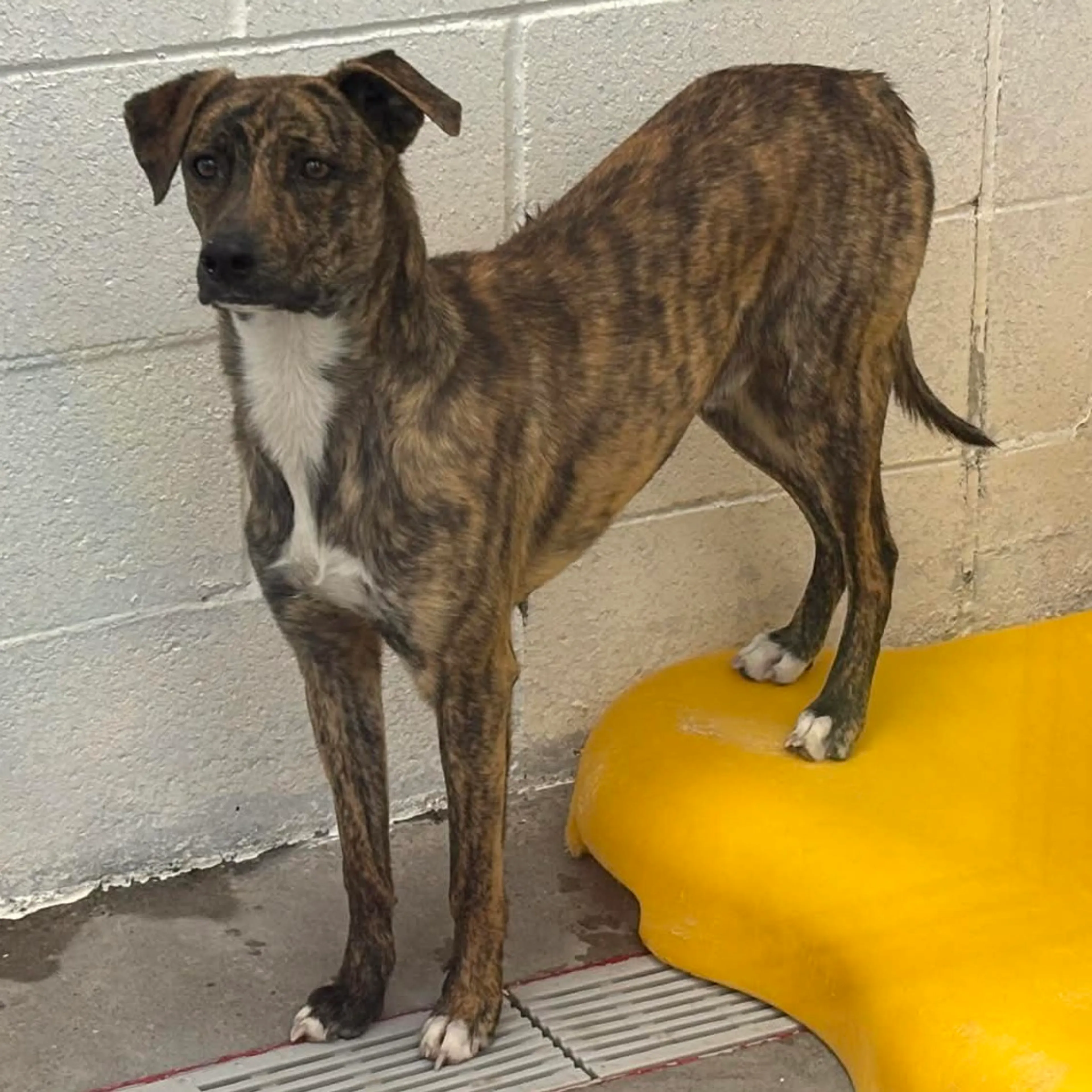 Found pet-6