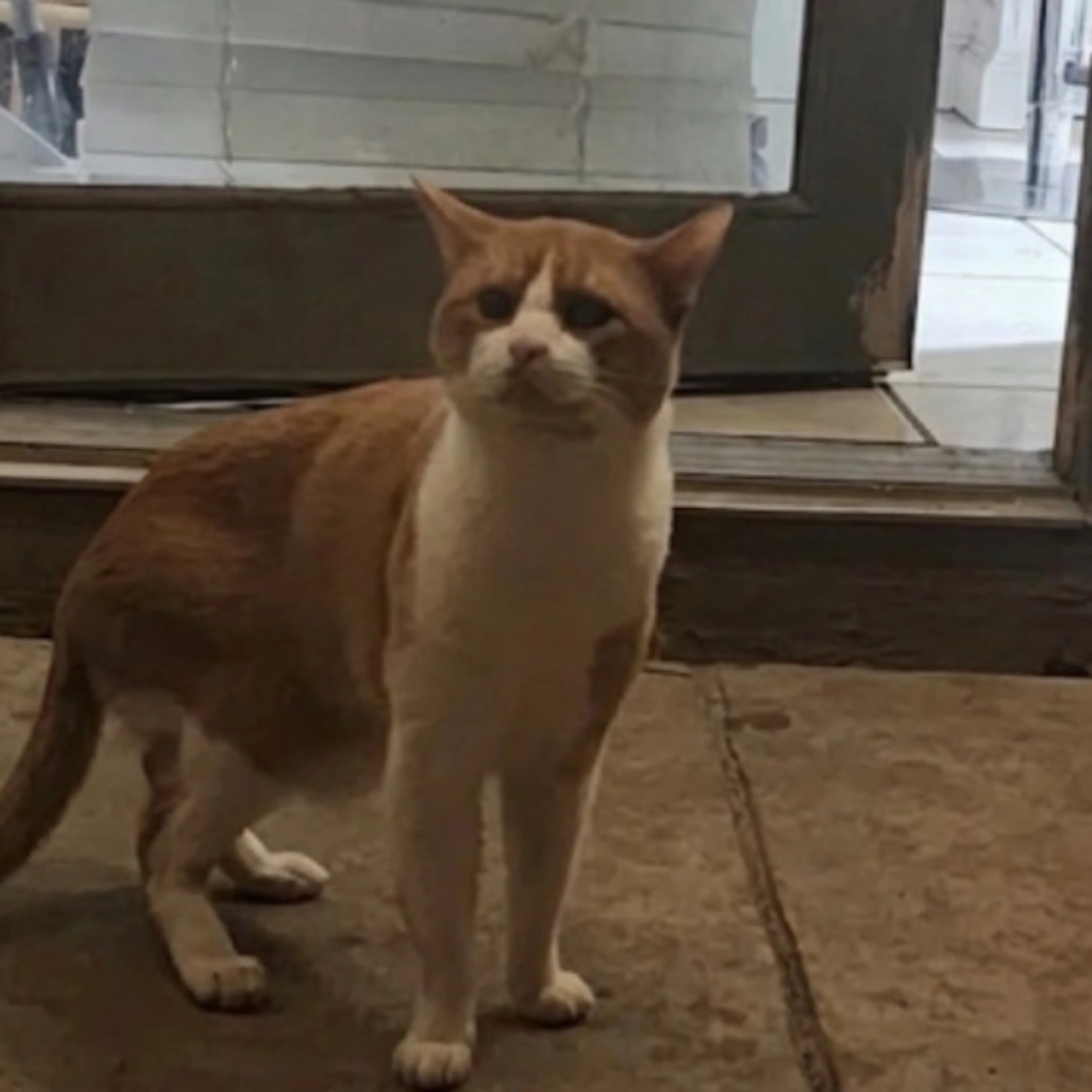 Lost pet