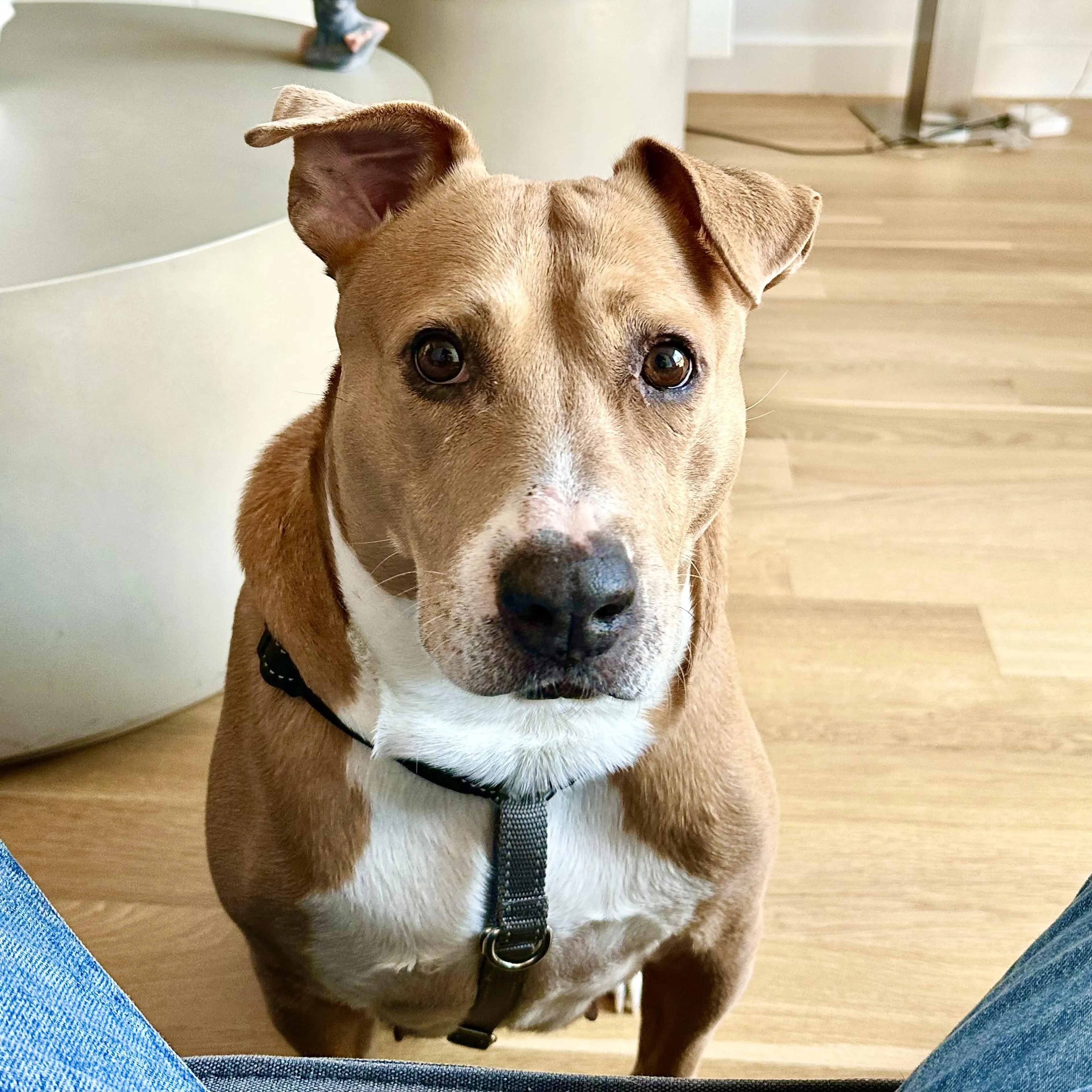Found pet-3