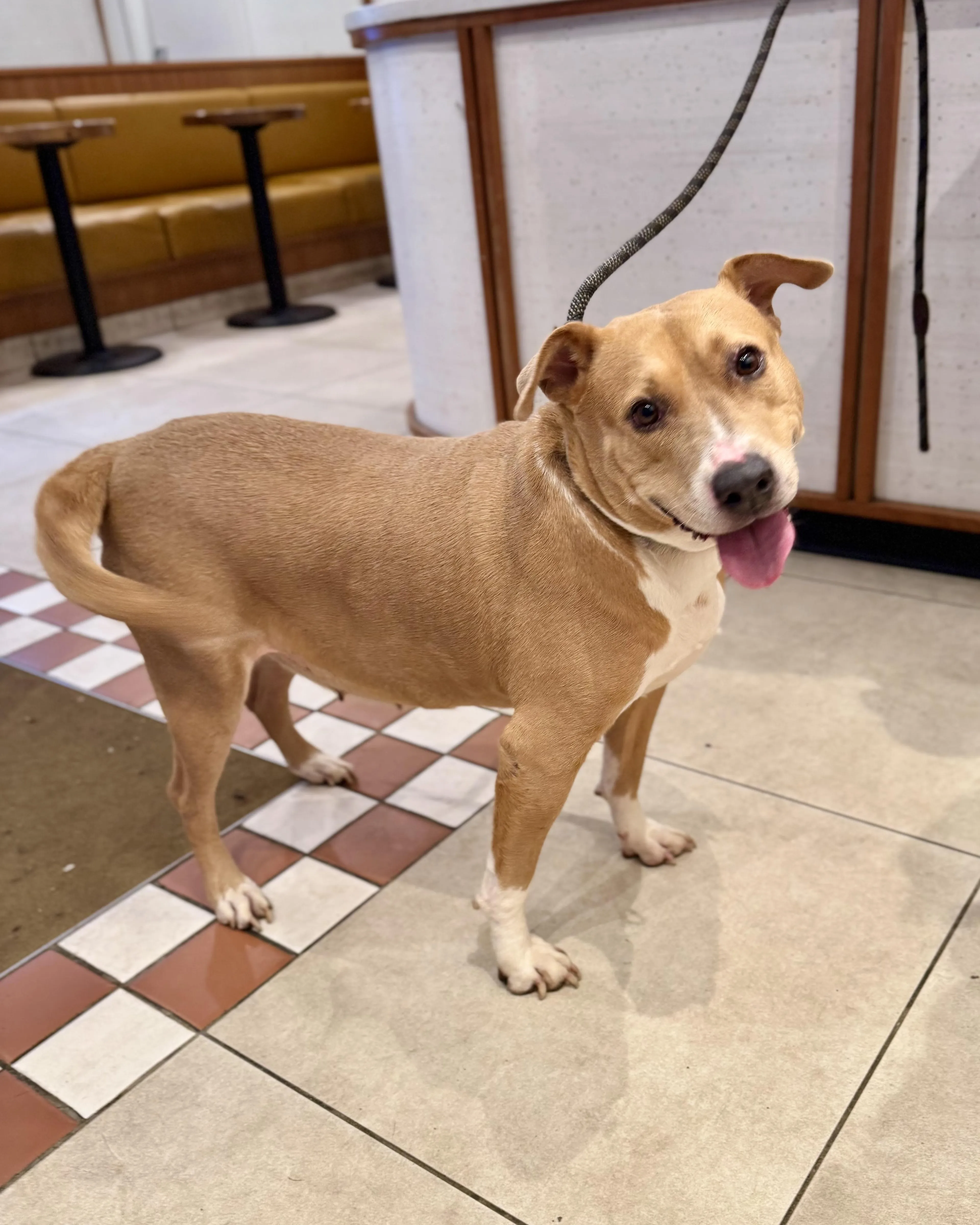 Found pet-2