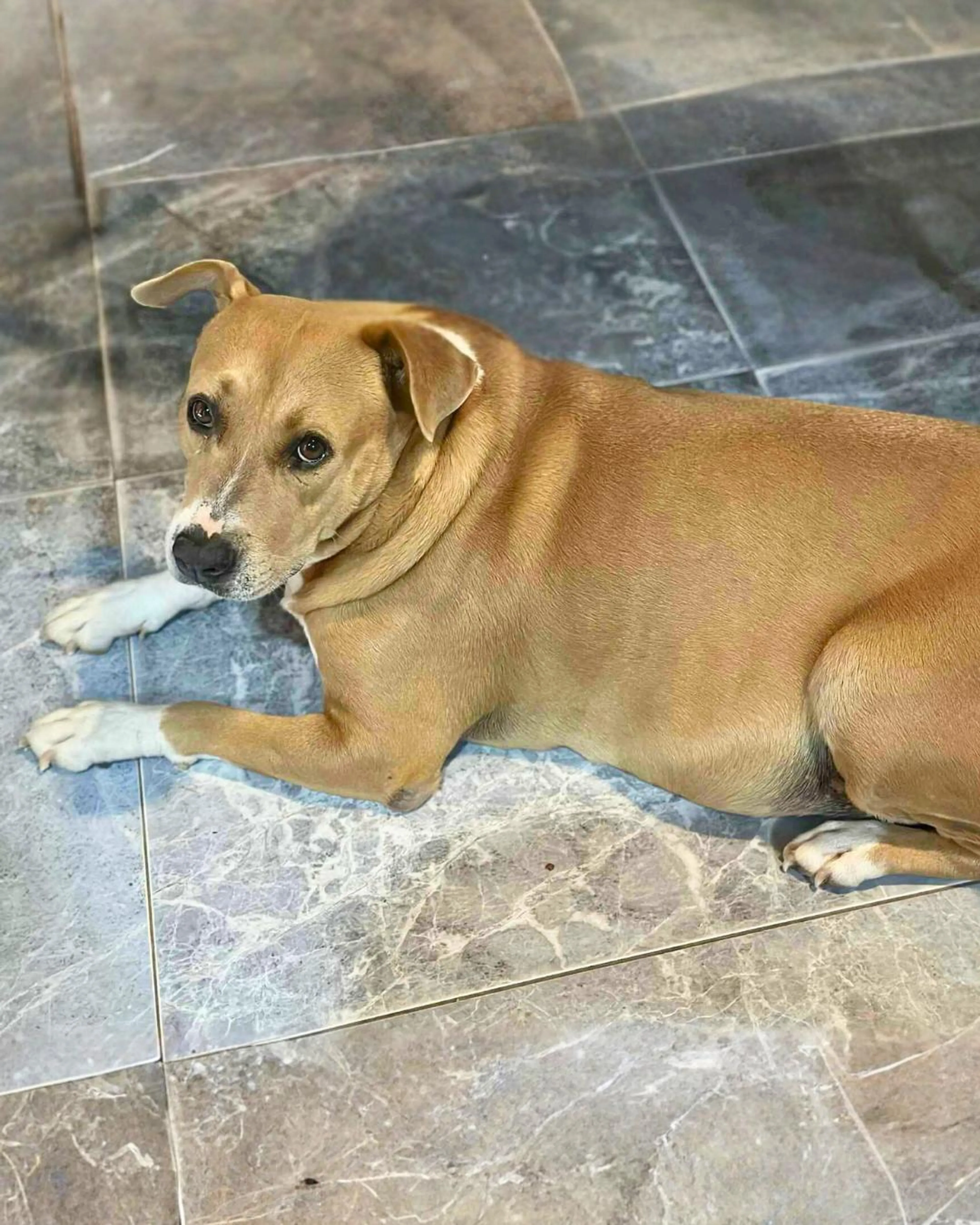 Found pet-4
