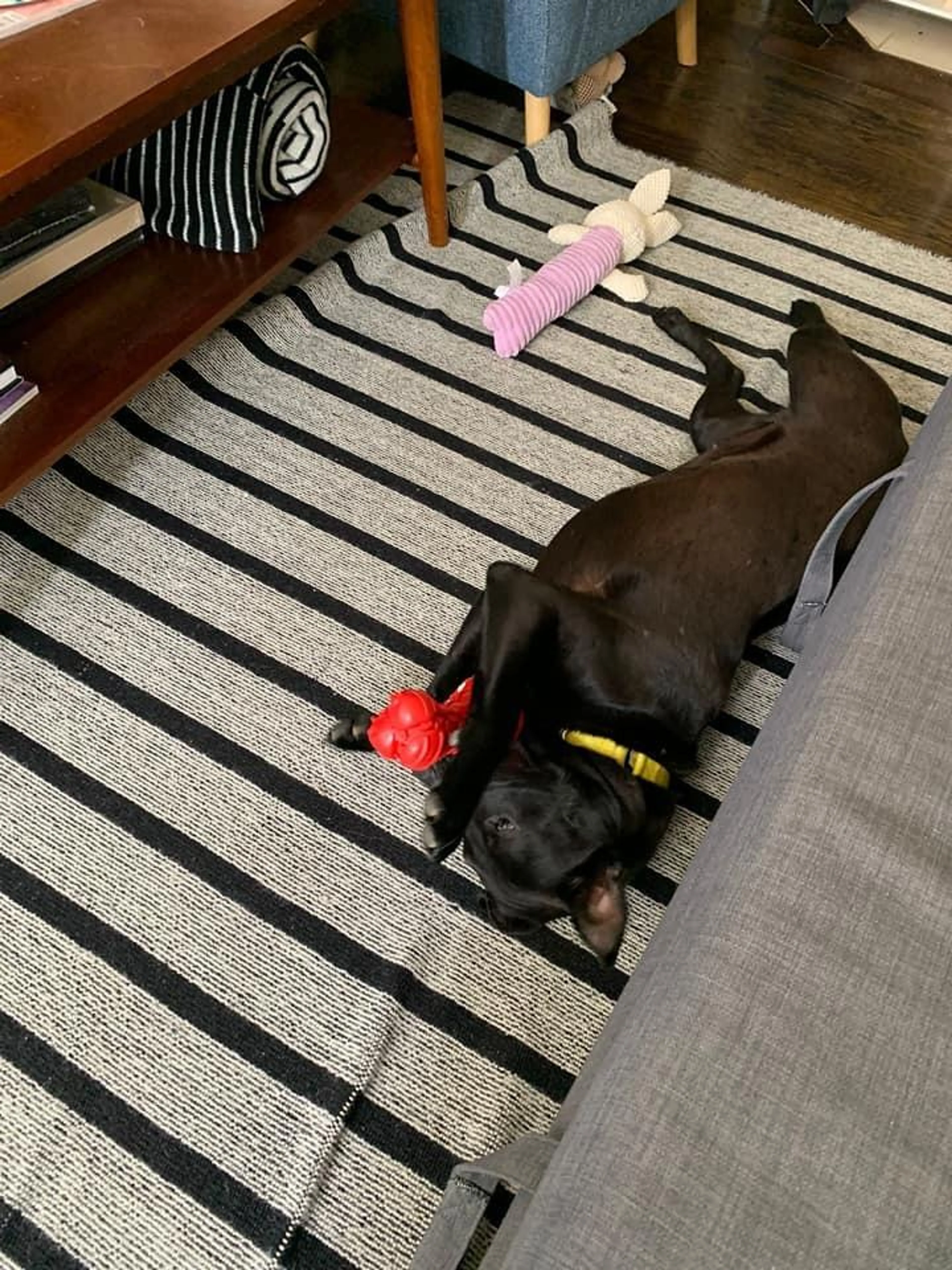 Found pet-2