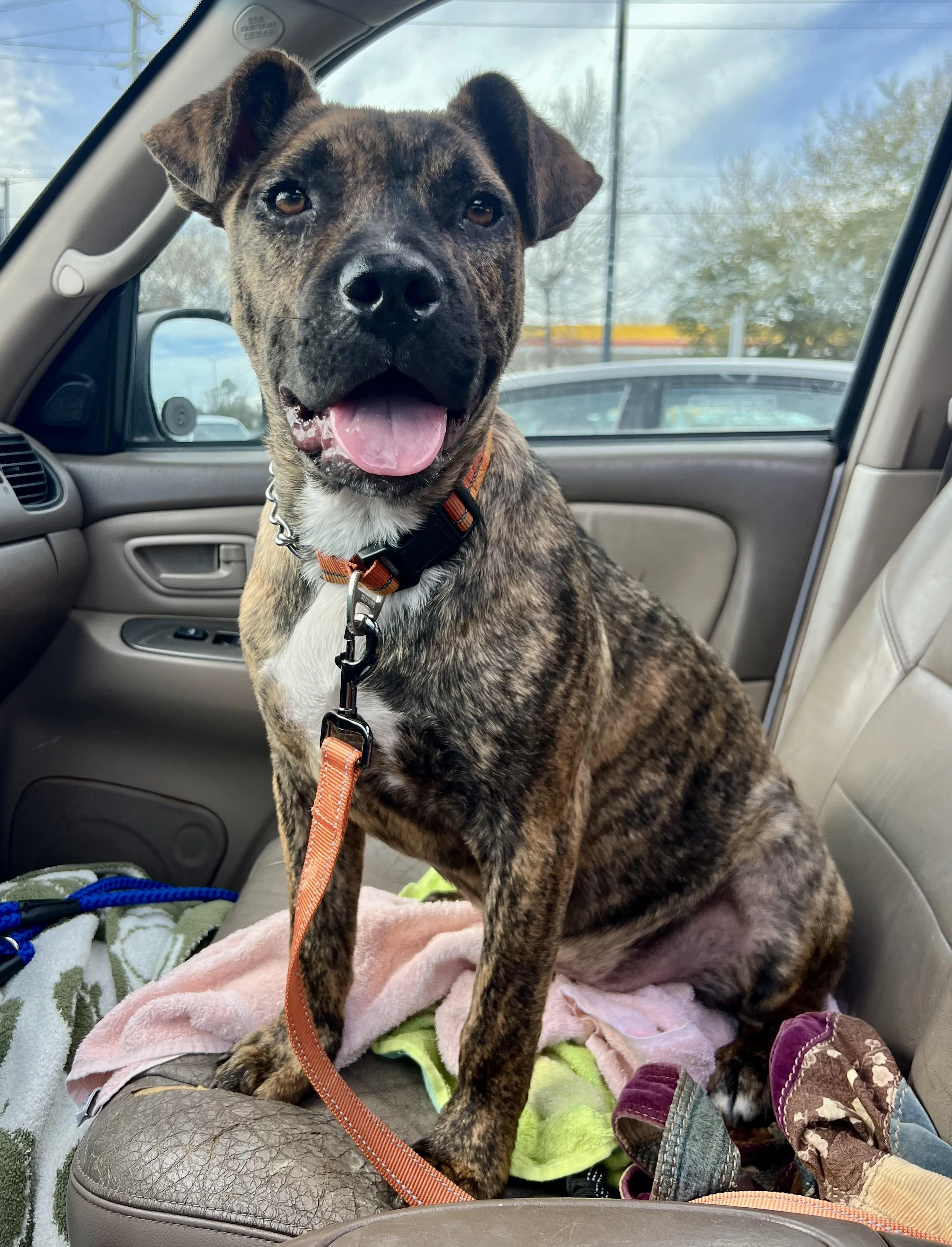 Found pet-4
