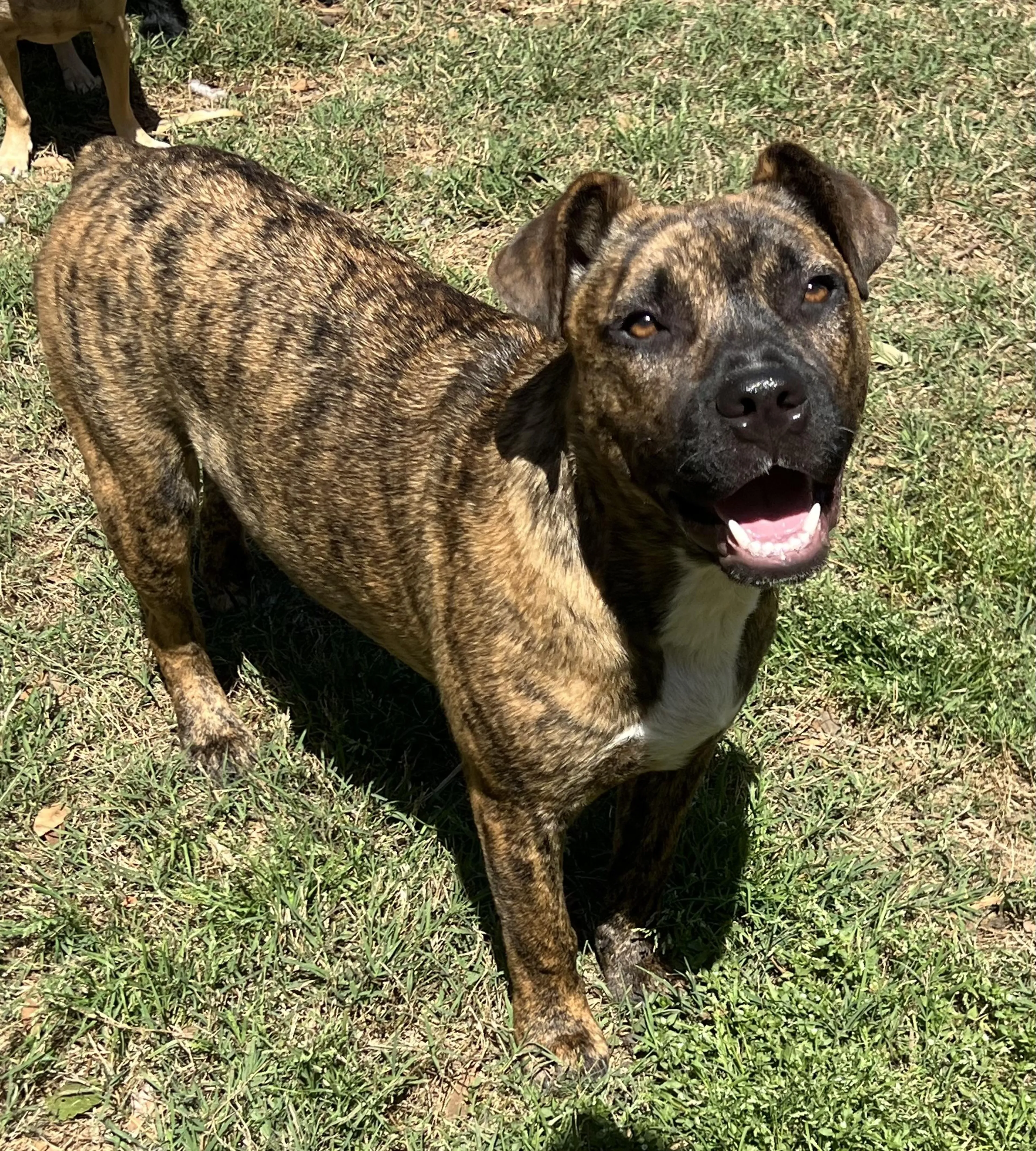 Found pet-3