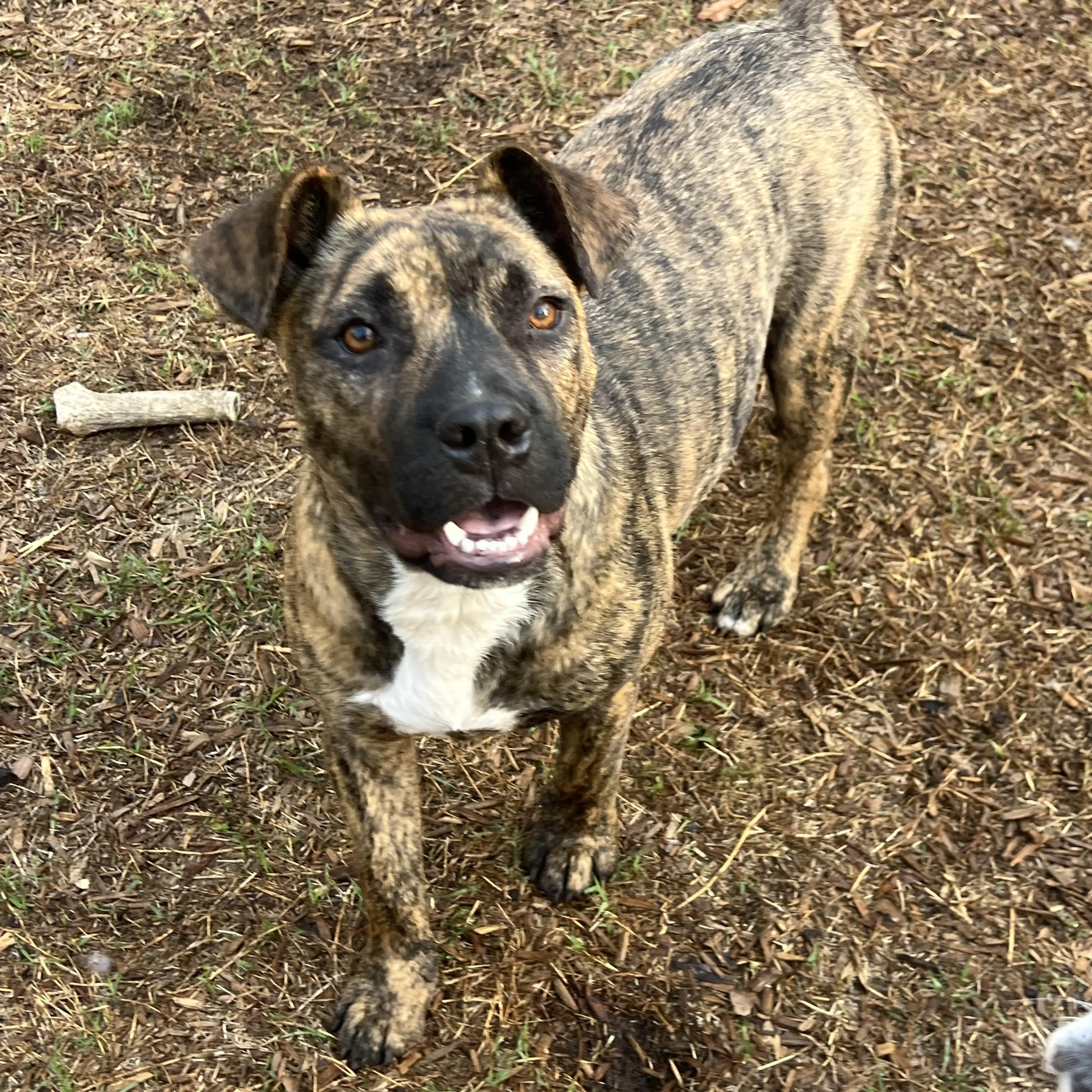 Found pet-5